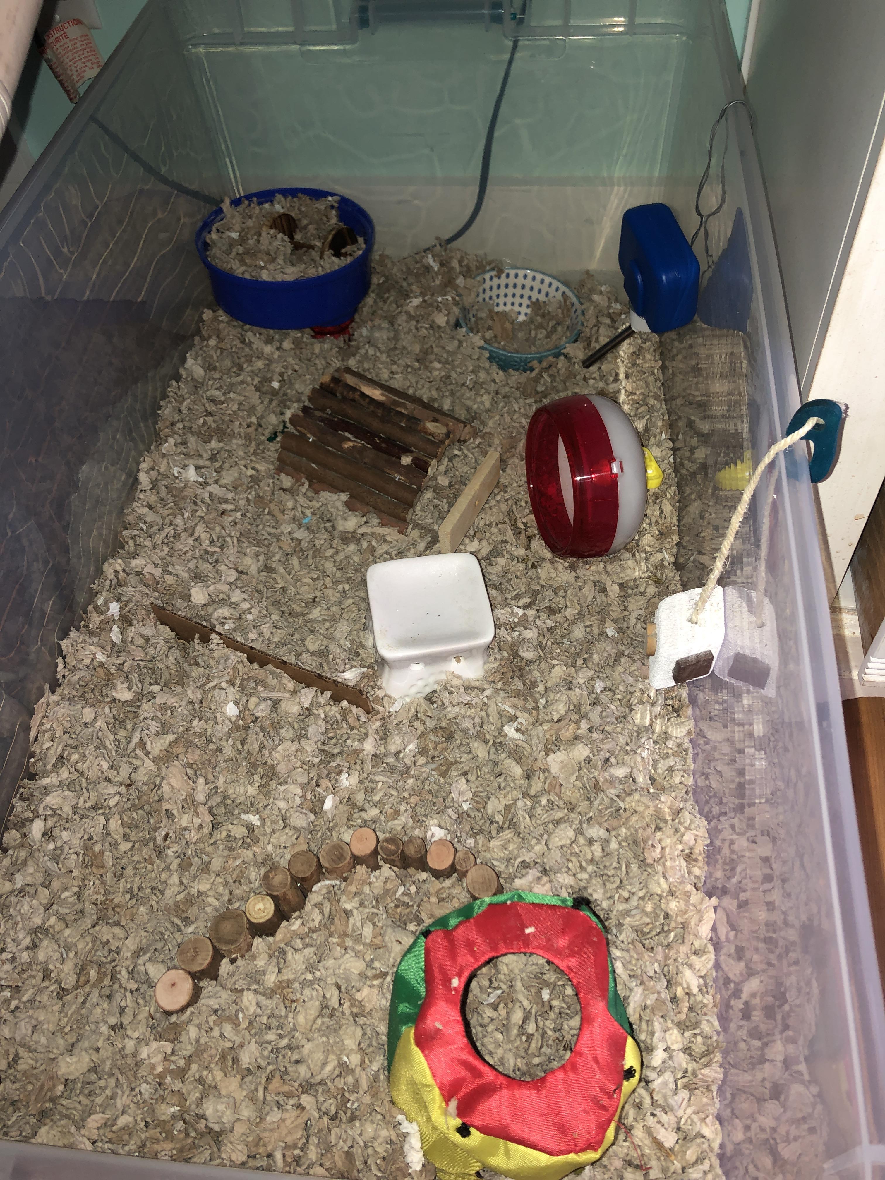 Any ideas to make my hamsters cage better? Silver is a Chinese hamster