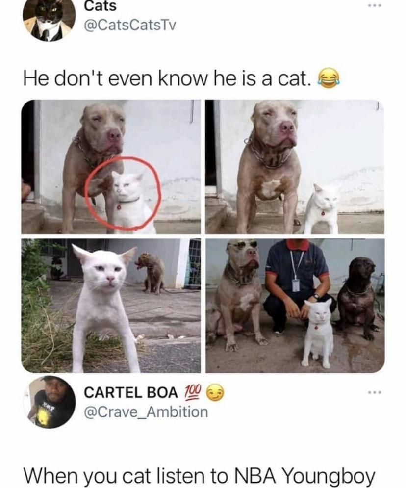 cat who thinks they’re a dog r/MadeMeSmile