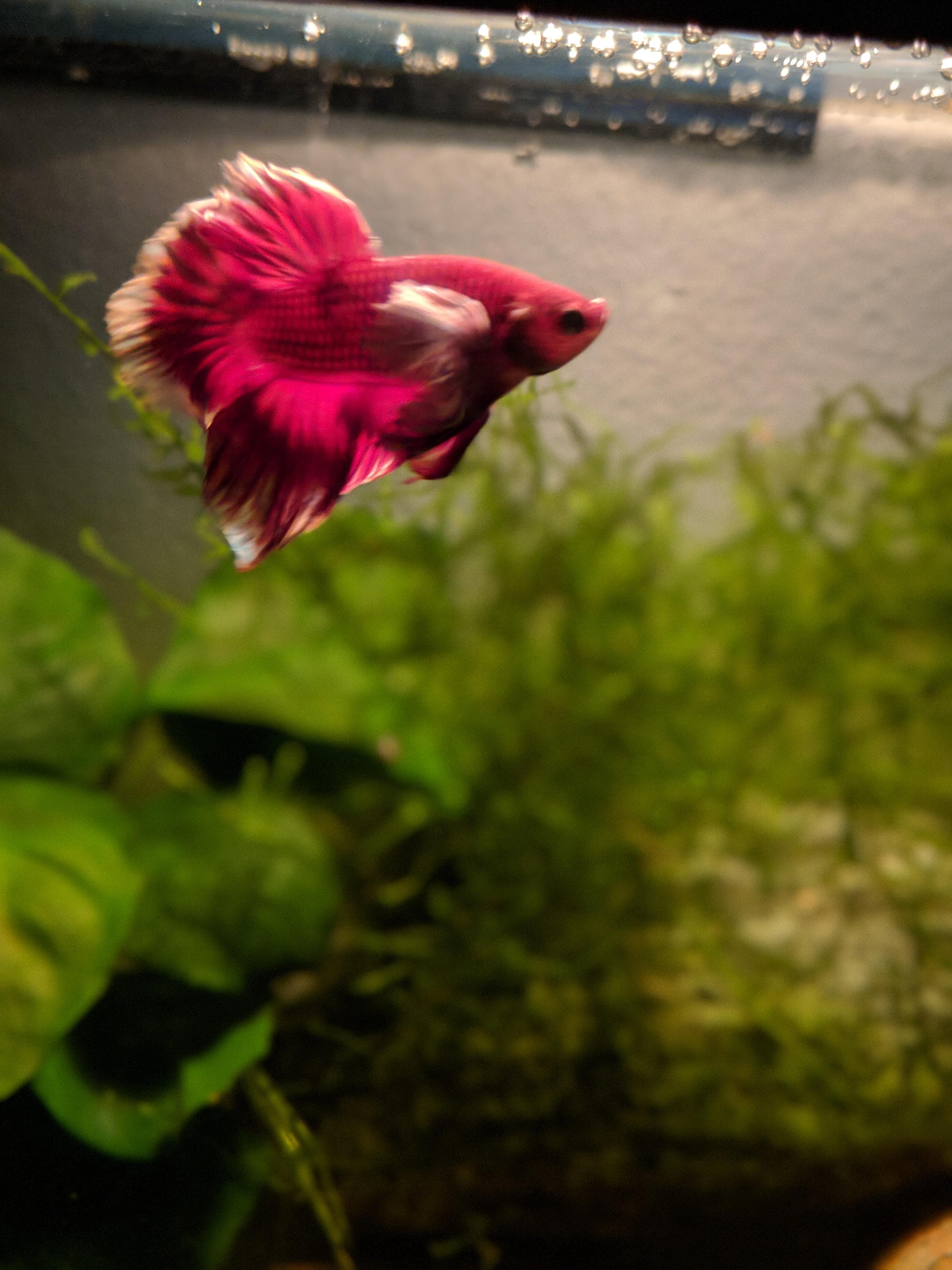 My betta fish r/pics