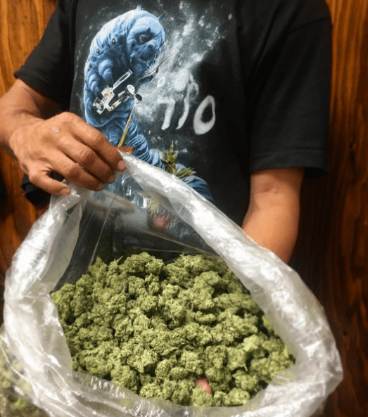 The Best Guide To Gorilla Glue 5 Strain Review Everything 420 Telegraph