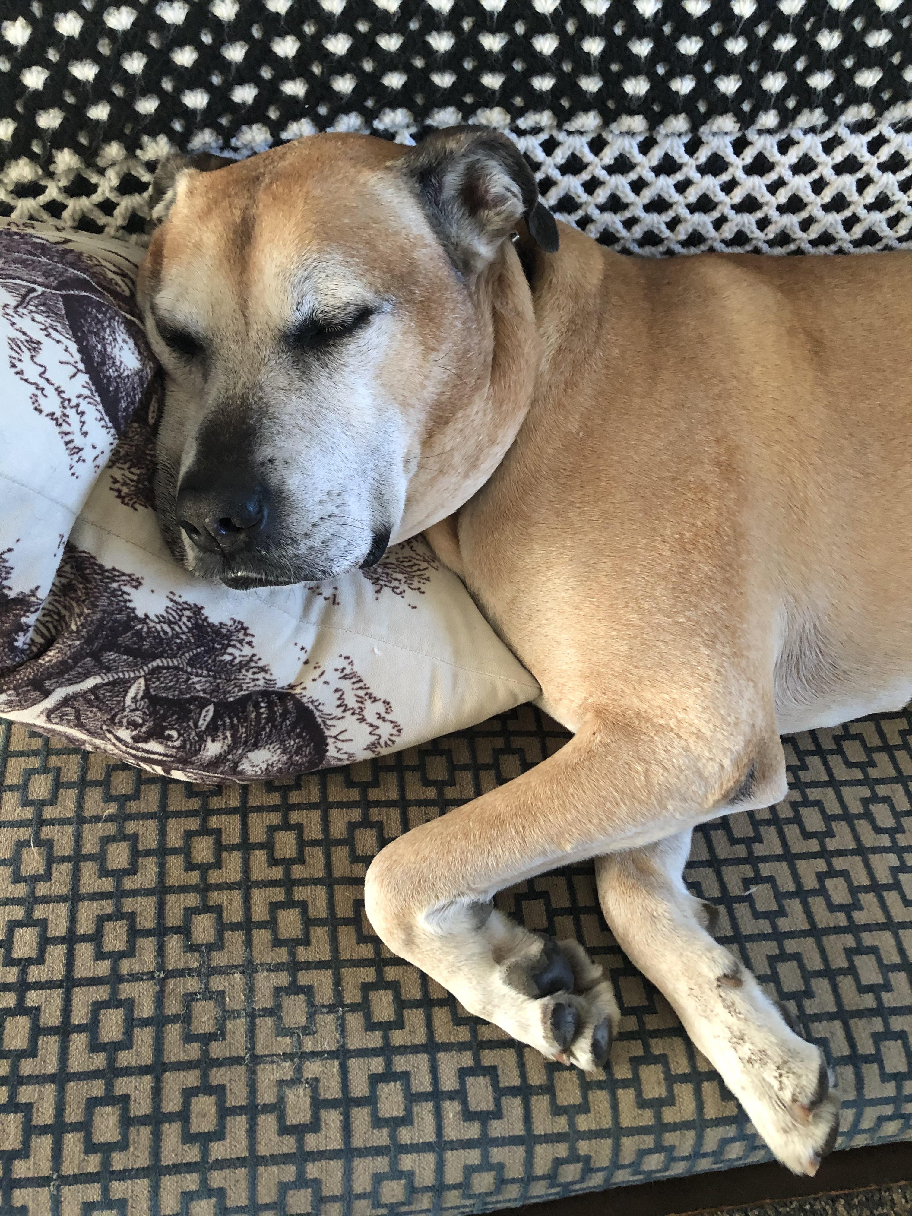 Postwalk nap r/dogsusingpillows