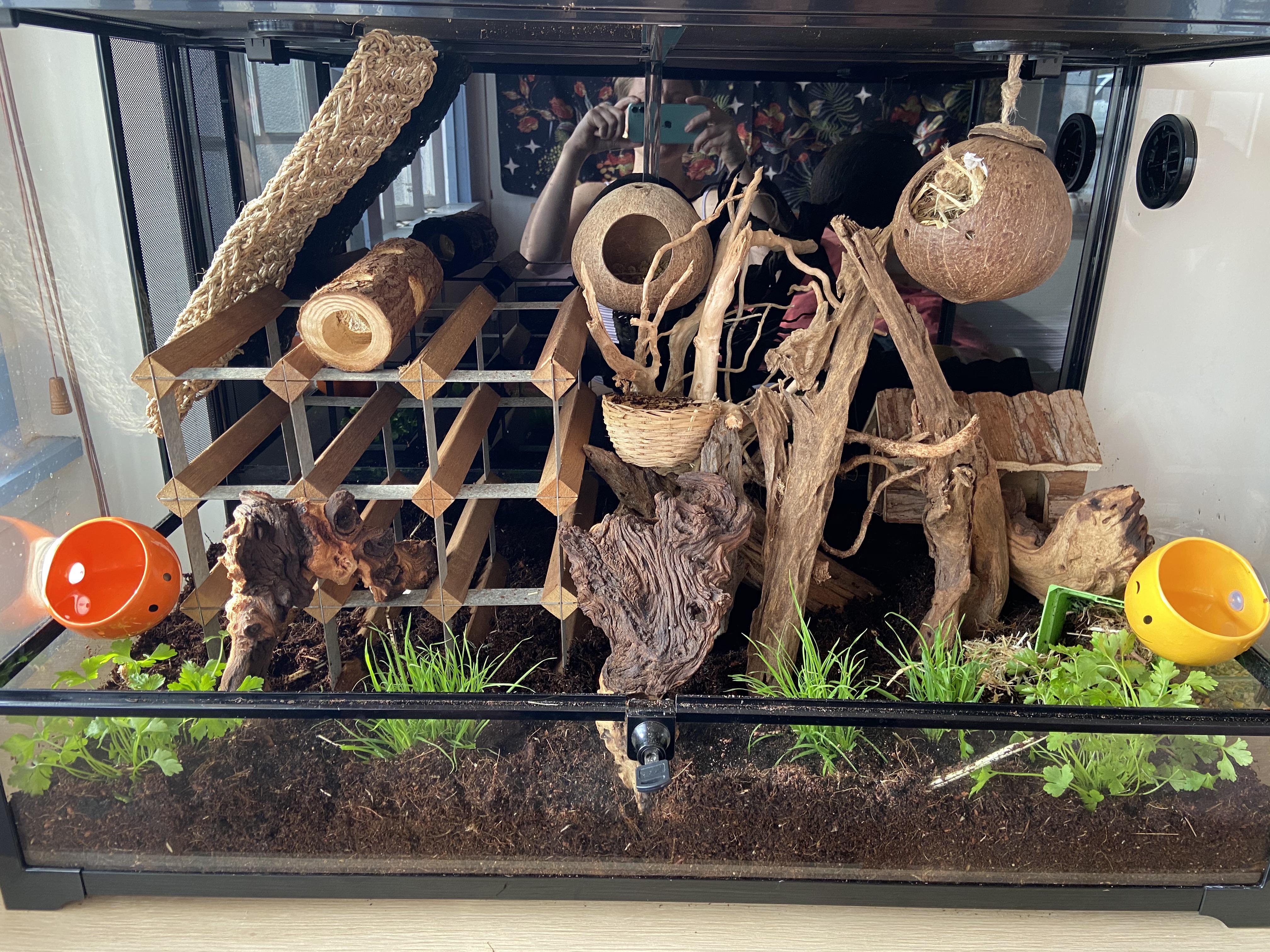 Bioactive mouse enclosure. Clean up crew has been working hard for 3