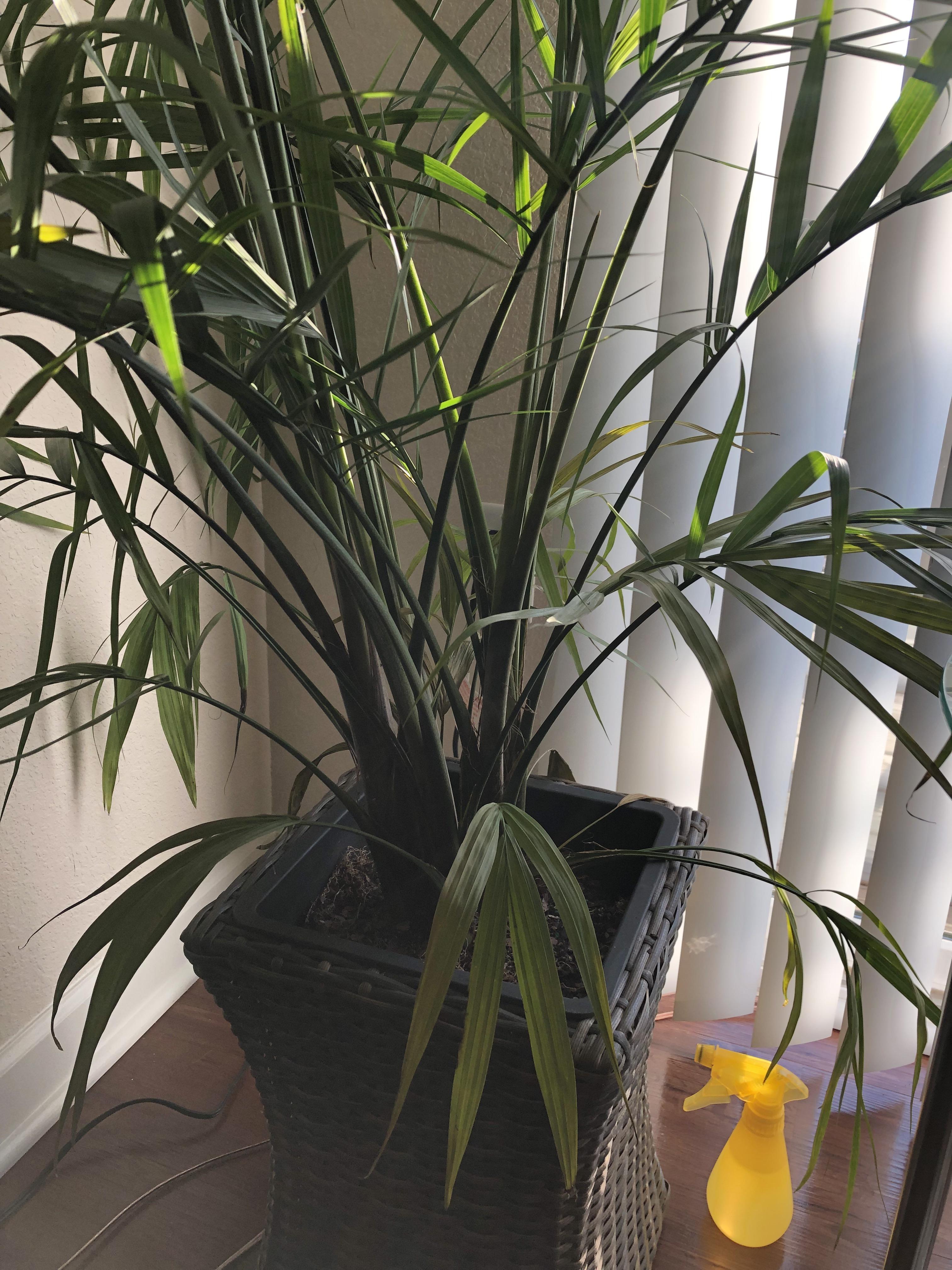 (Help) why is my palm plants dying? Don’t think it’s lack of water