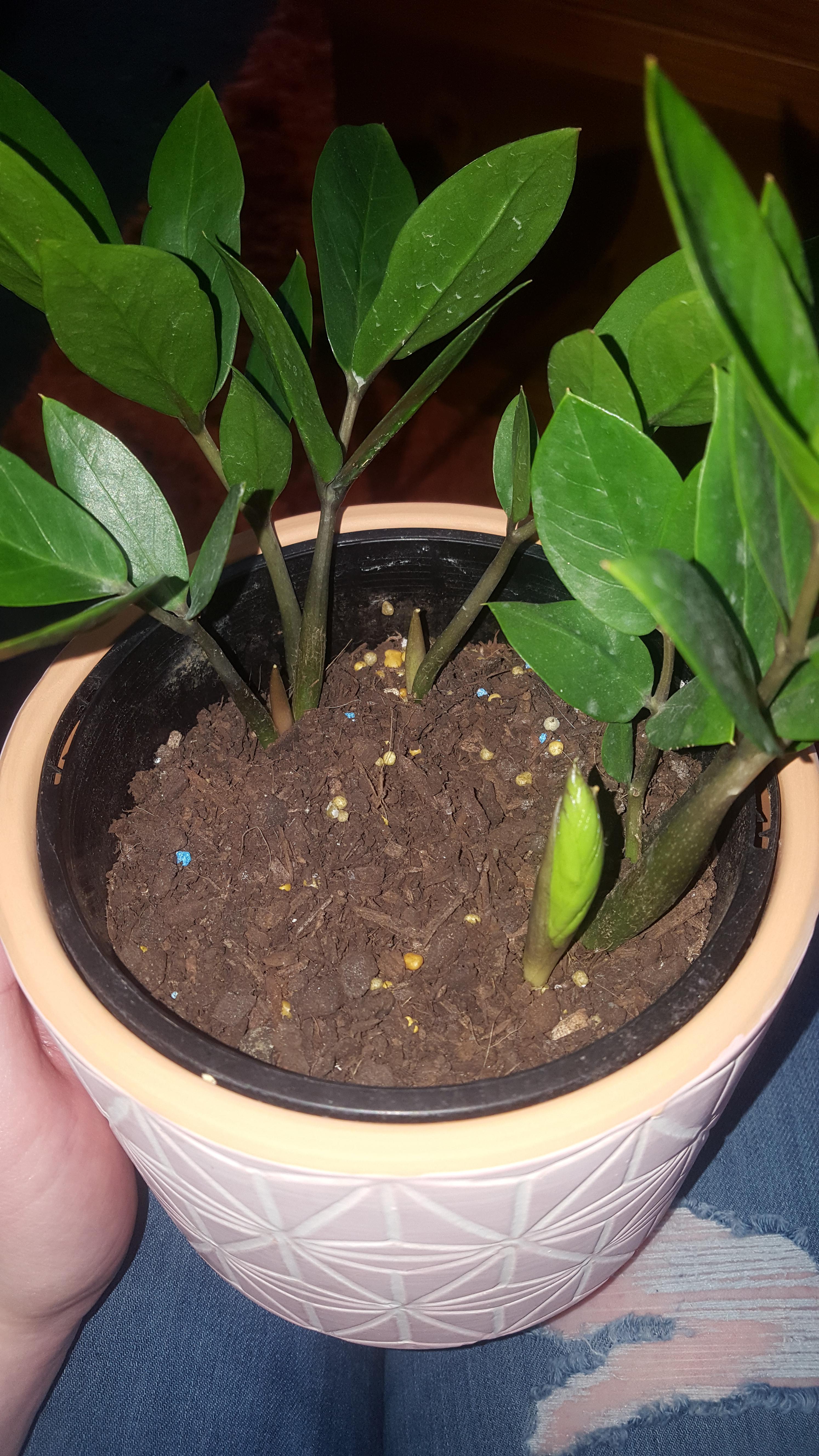 Big success with my zz plant, three new shoots!!