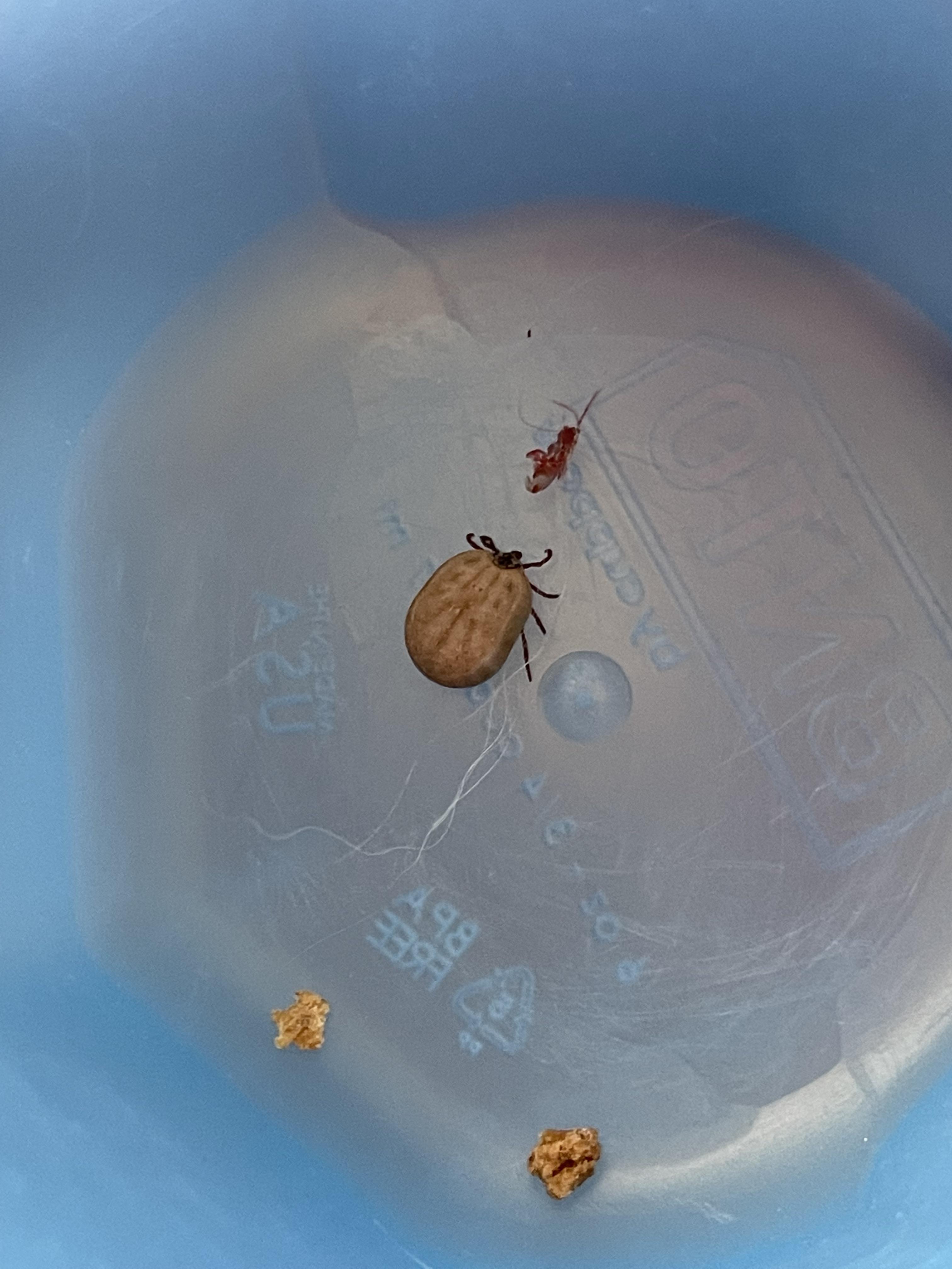 Any chance any of you know what type of tick this is? Found in Southern