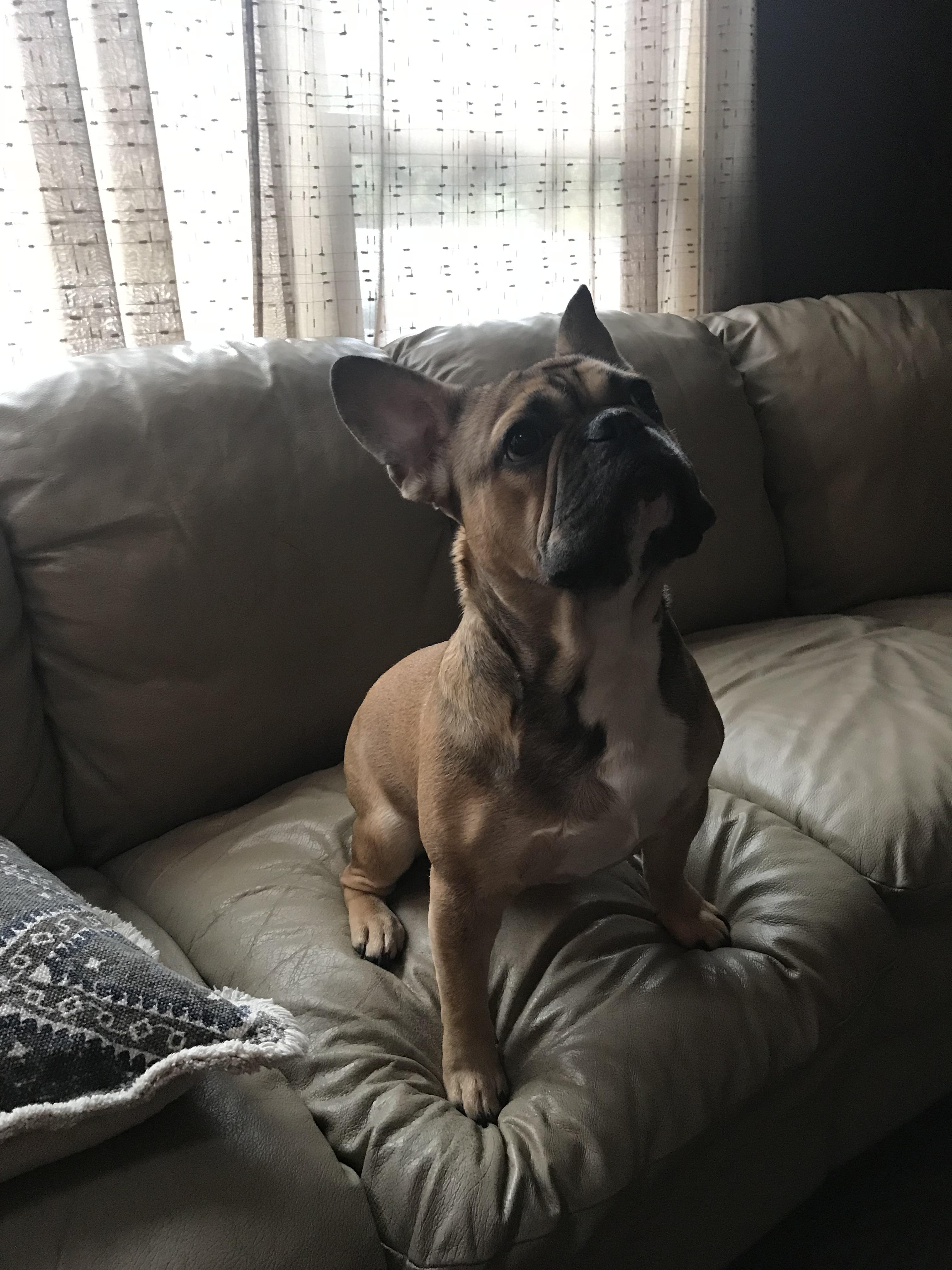 How much does your Frenchie weigh? Here’s my gentle giant Mookie, 10.5
