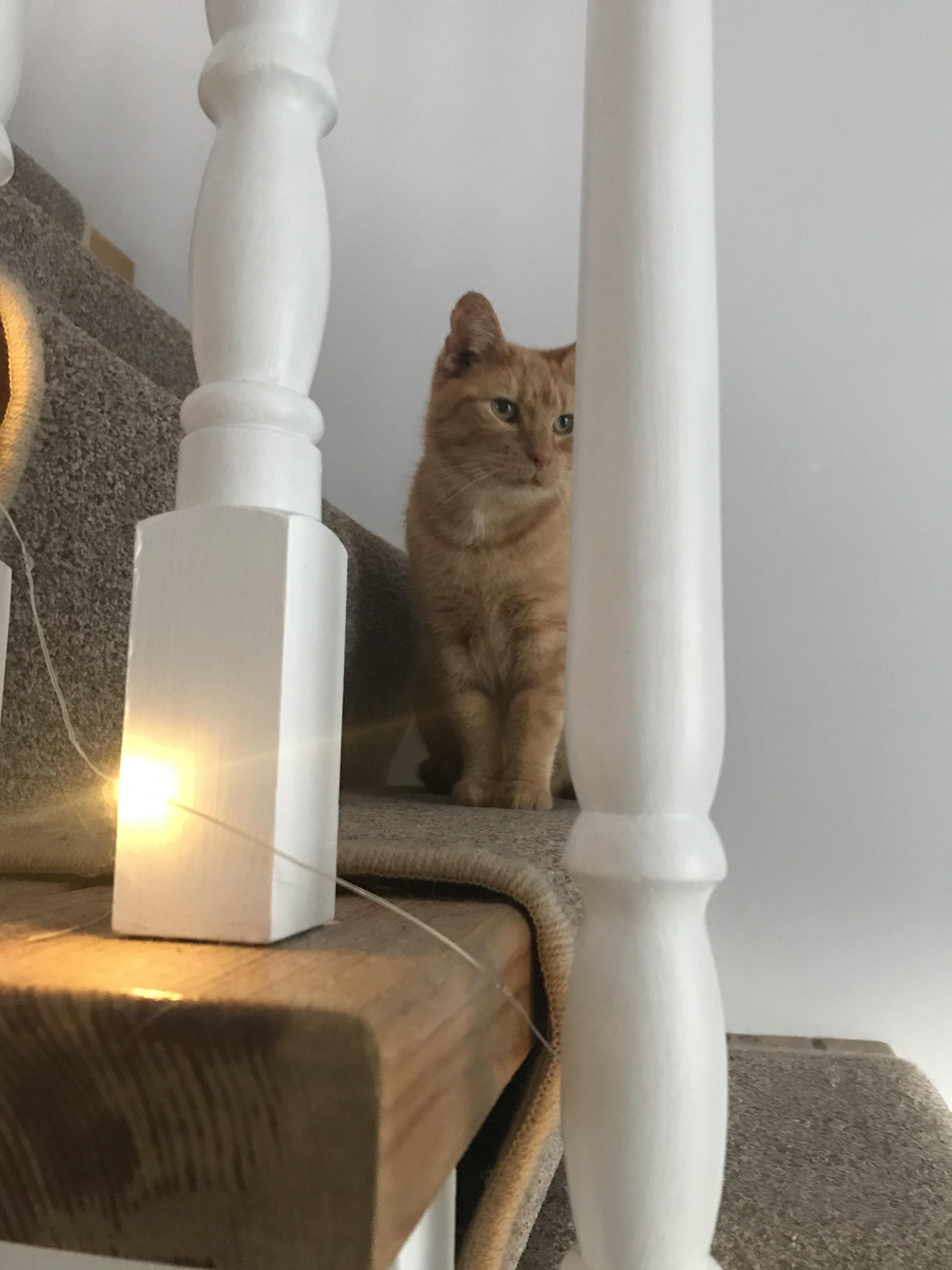 home Mona 🧡 she is a 12 year old kitty from a local rescue