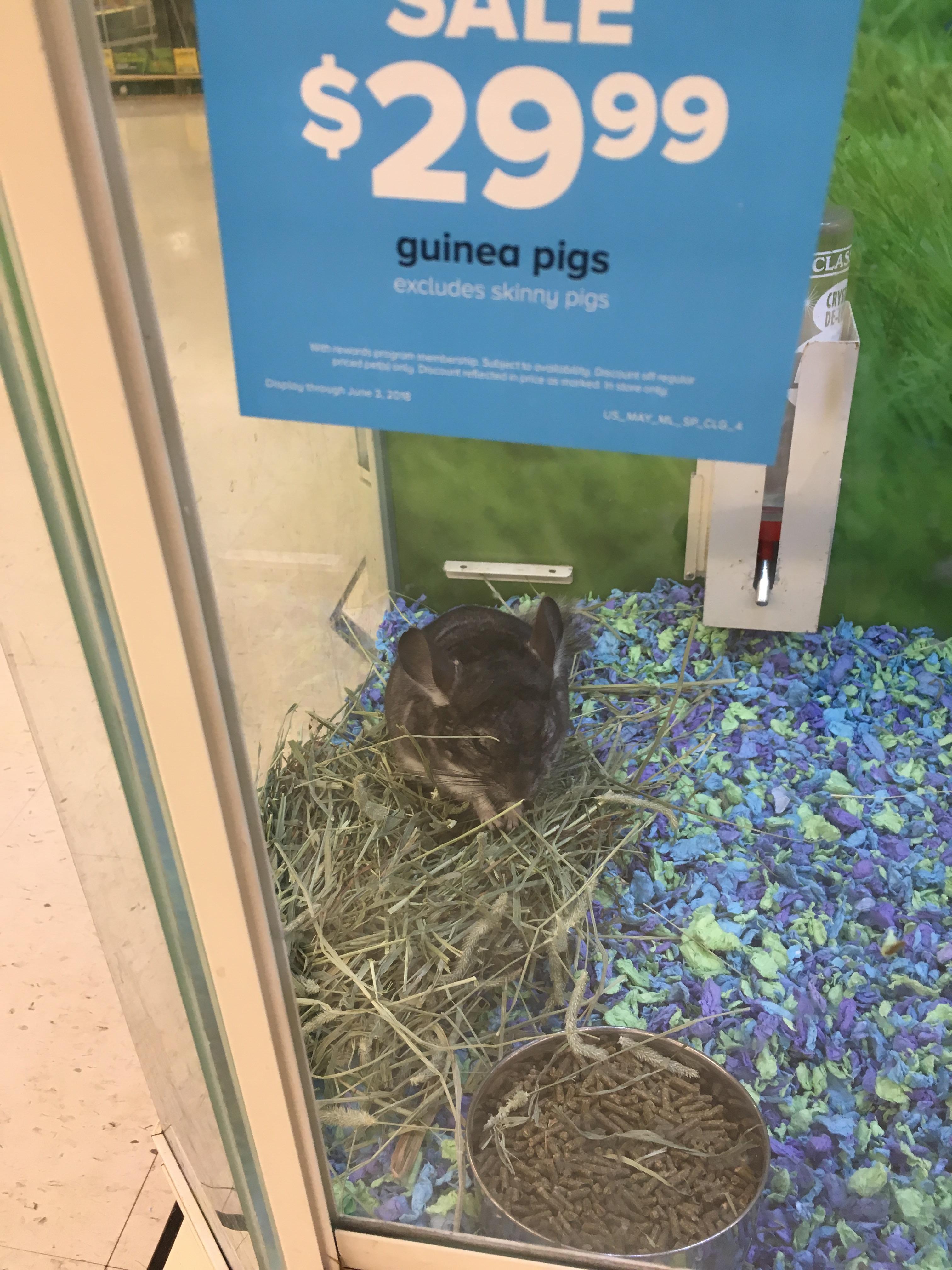 Shout out to PetSmart for properly identifying this chinchilla. r