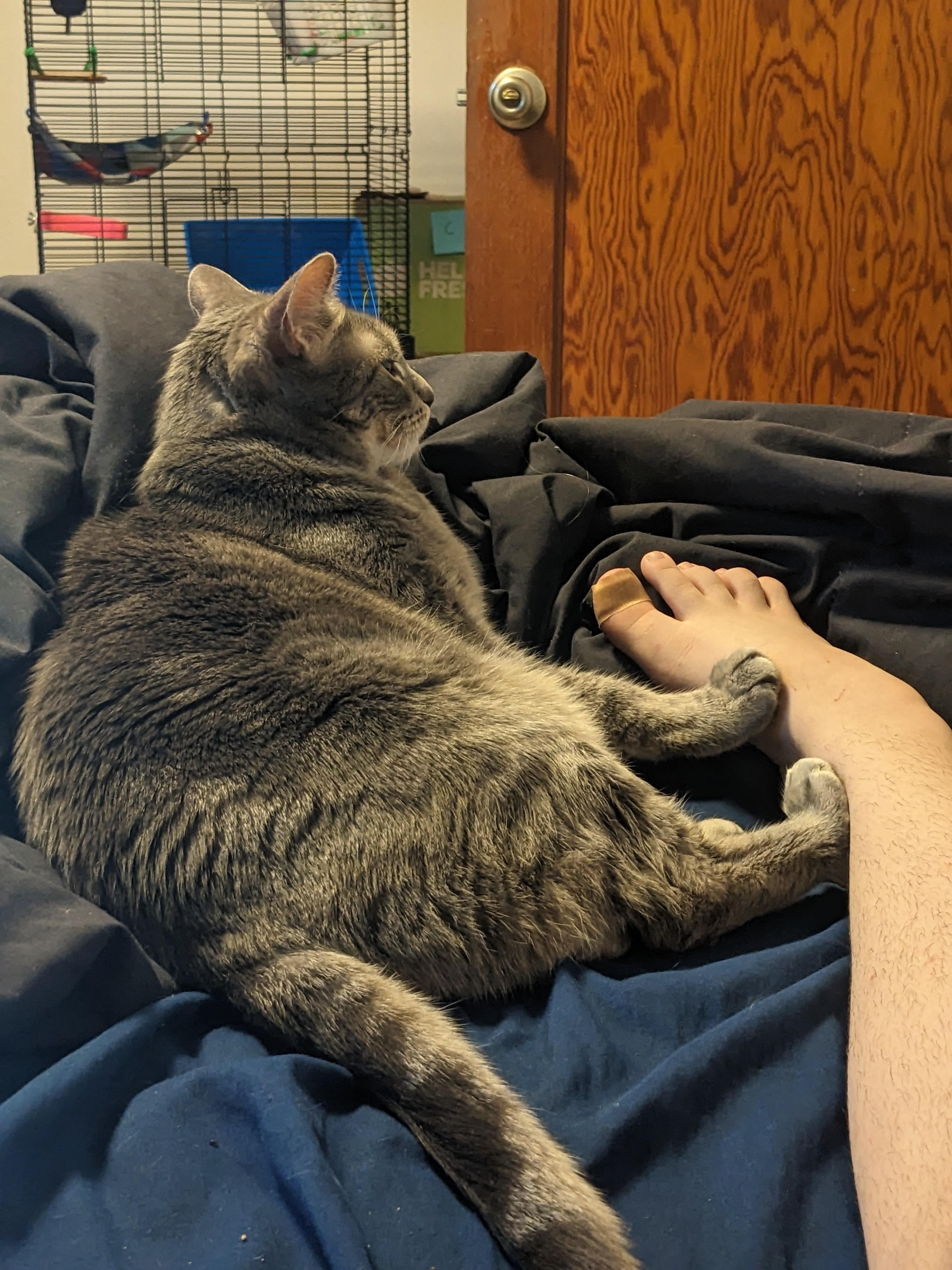 My cat has a weird dislike of feet r/WhatIsWrongWithMyCat