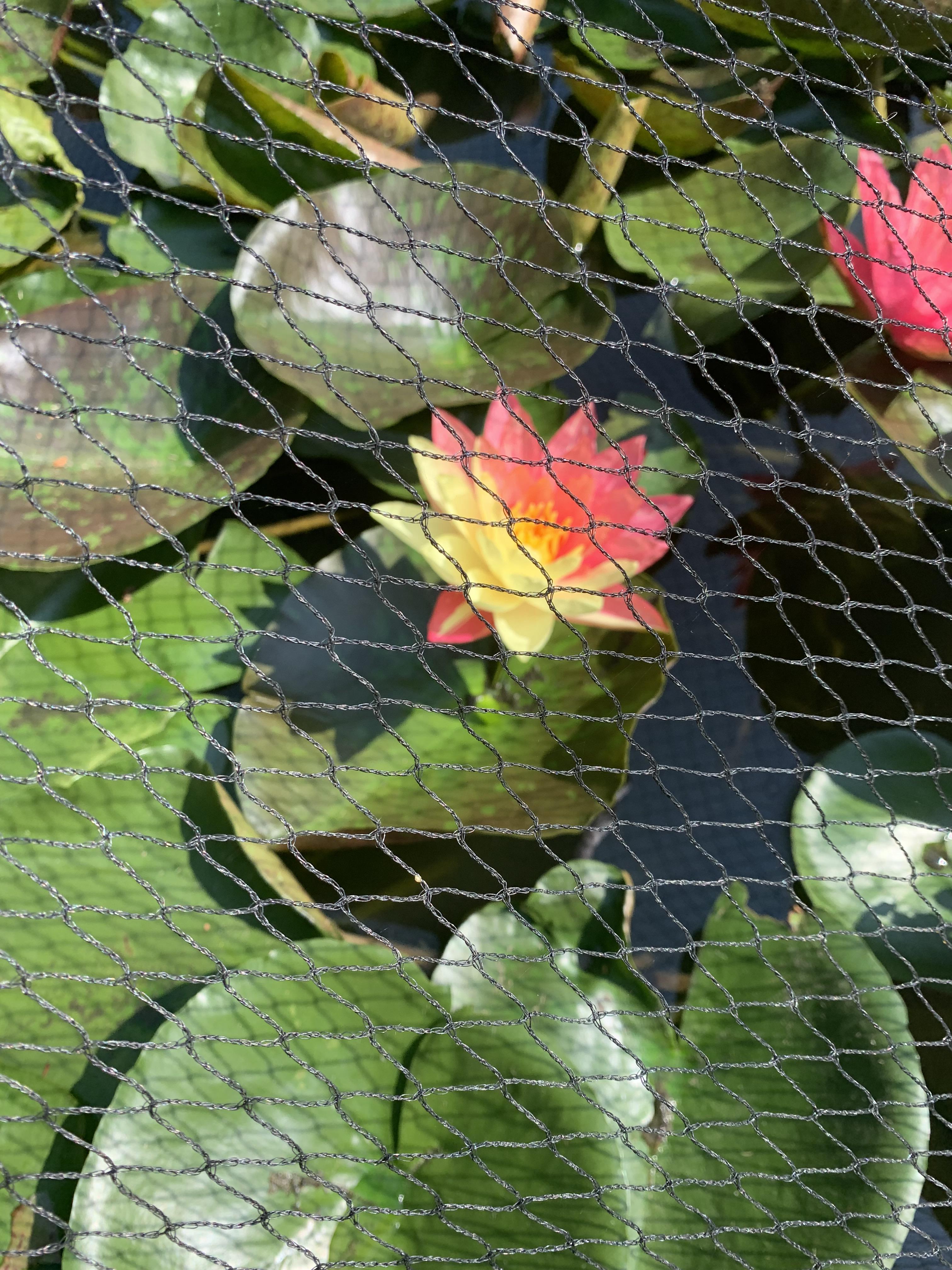 Lotus Flowers Percy Jackson