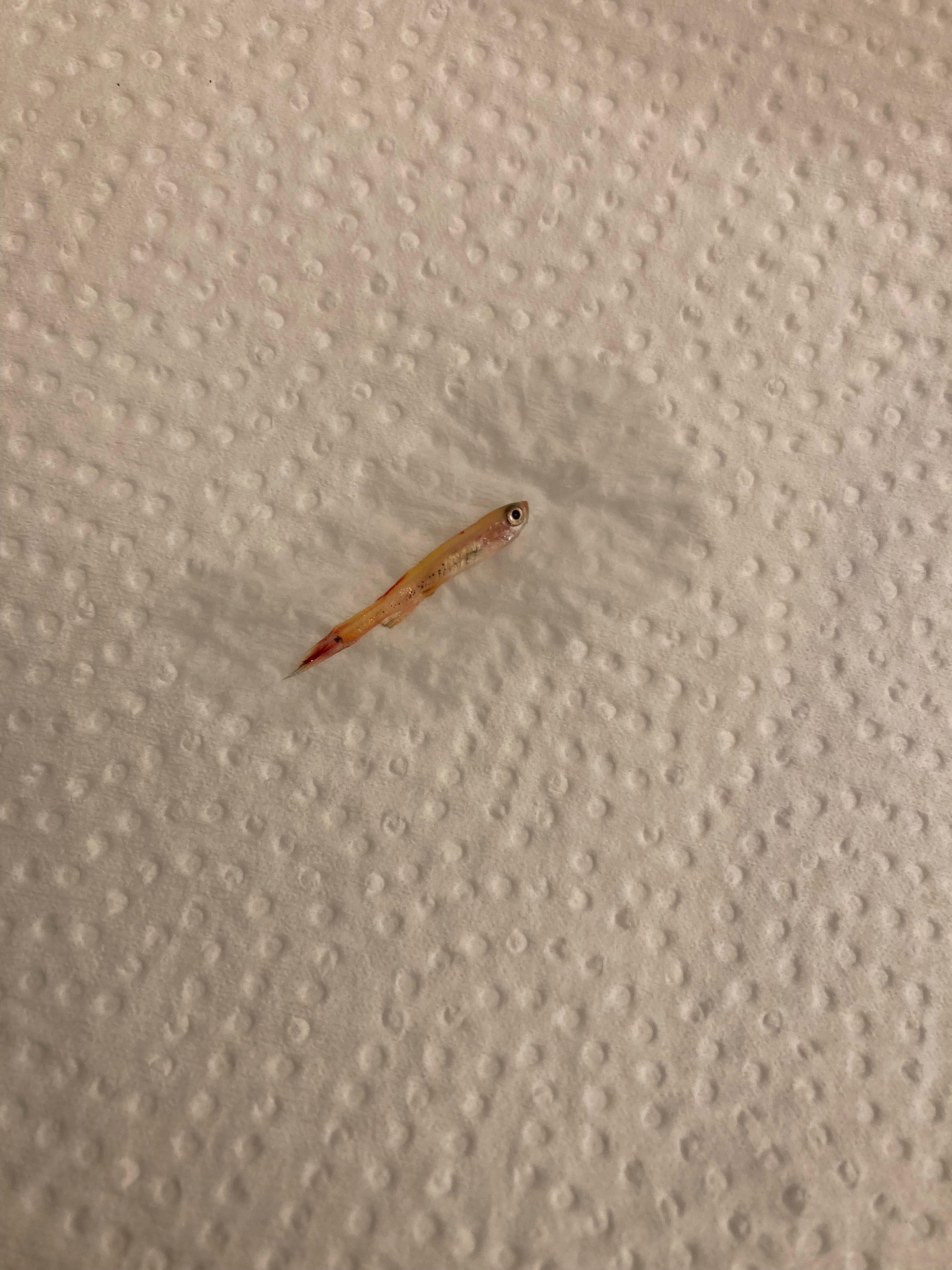My minnow died… r/Aquariums
