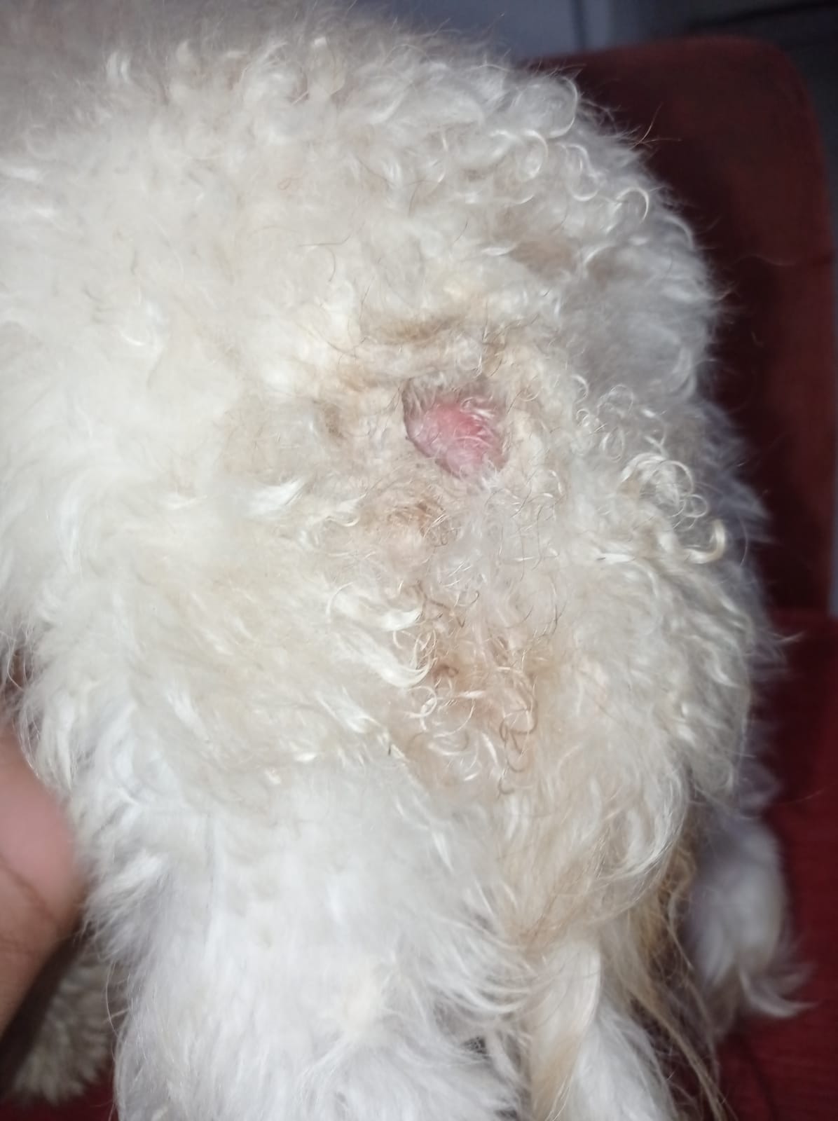 Pink dog vomit DogCare