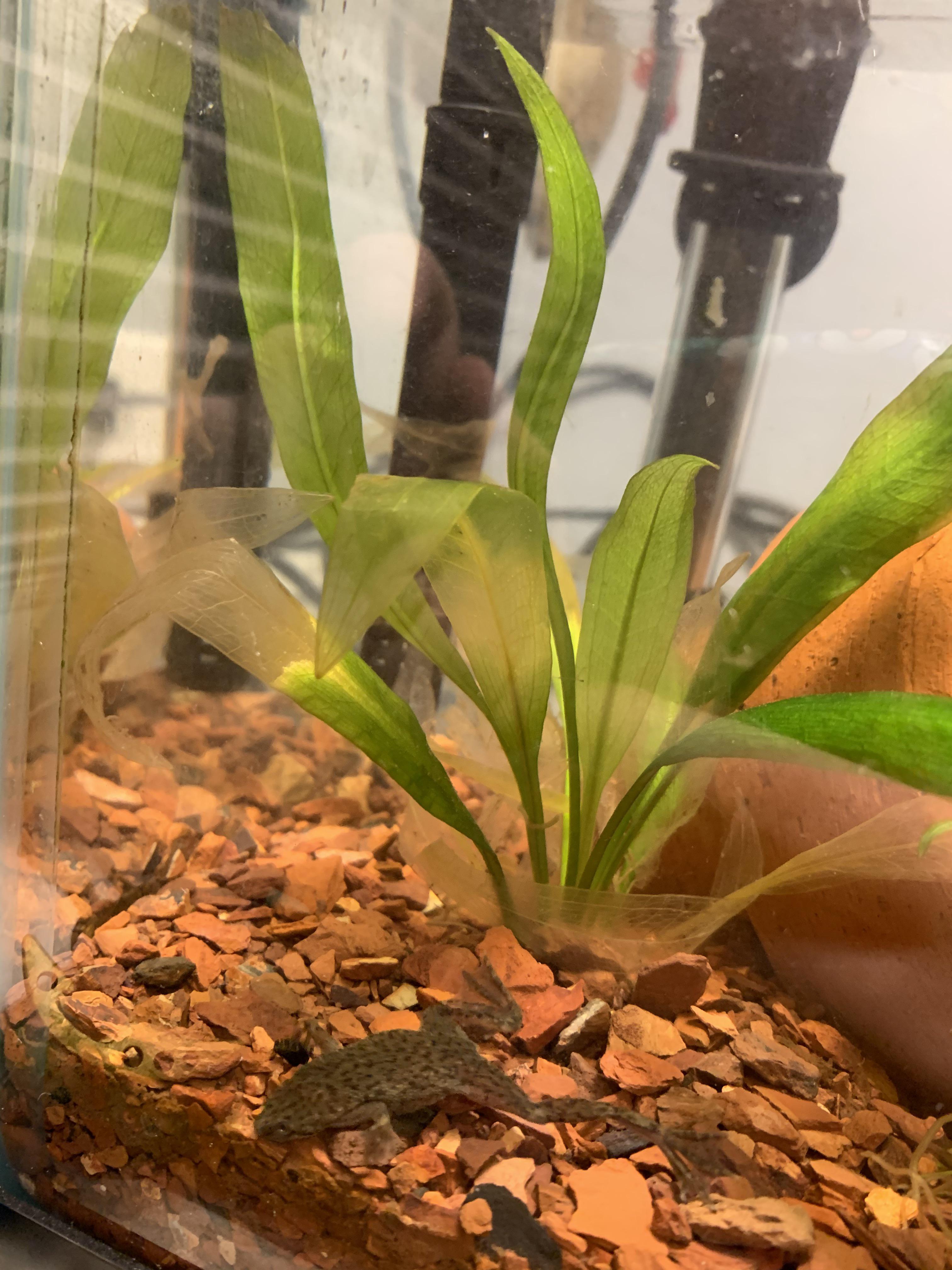 Can anyone tell what’s going on with my amazon spear? The leaves are