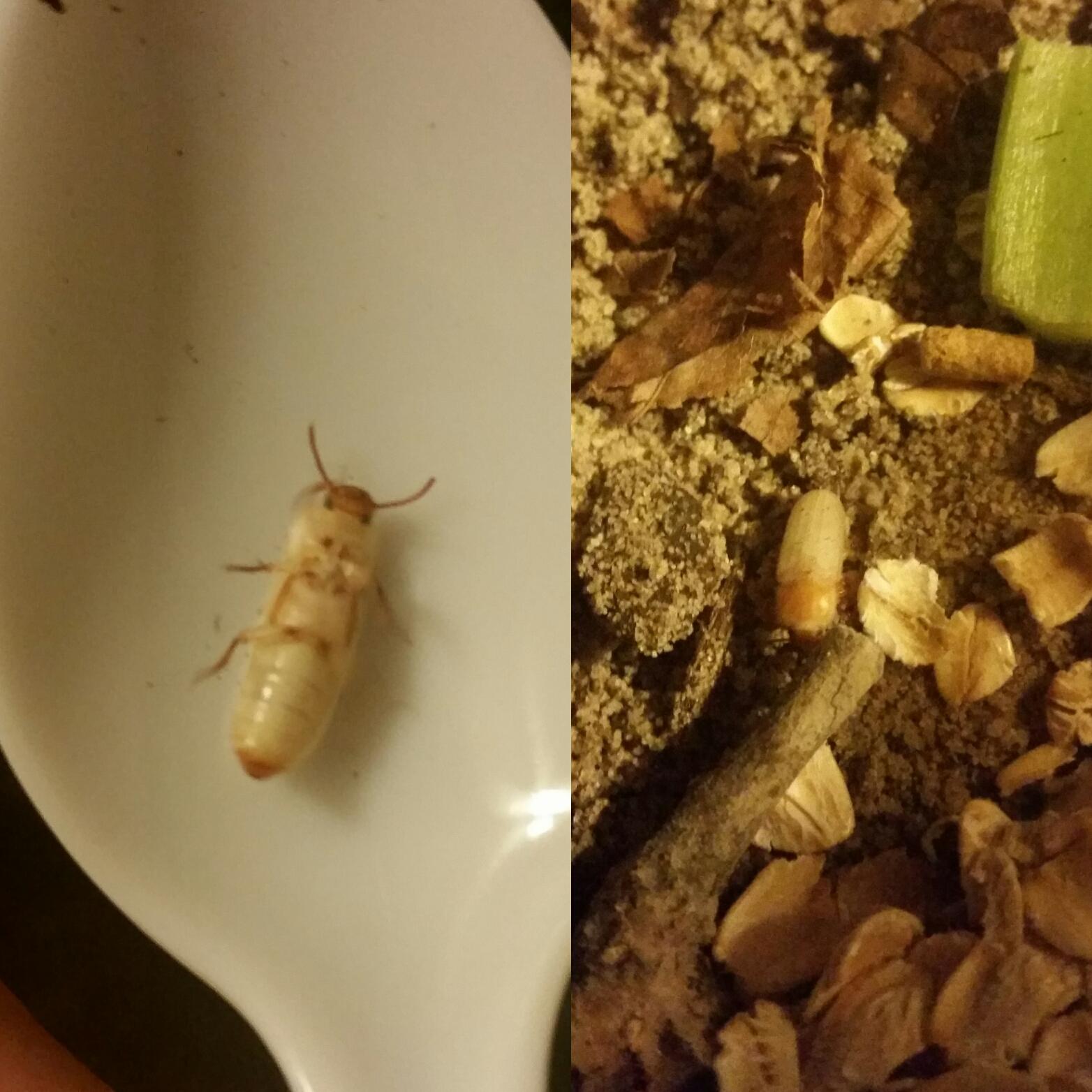 JUST EMERGED FROM PUPA STAGE! Darkling Beetle (raised from mealworm