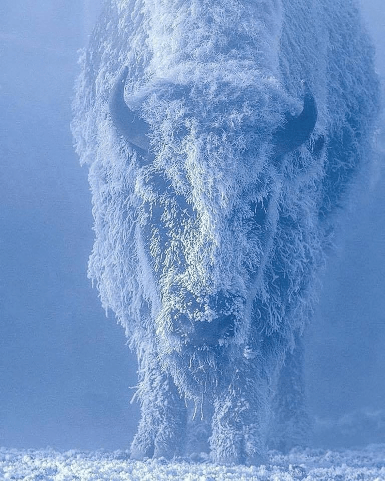 Bison at 35 below zero. Yellowstone National Park, USA. Photographer by