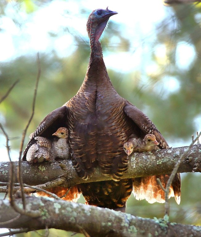Roosting in trees is an important element in the life of a wild turkey