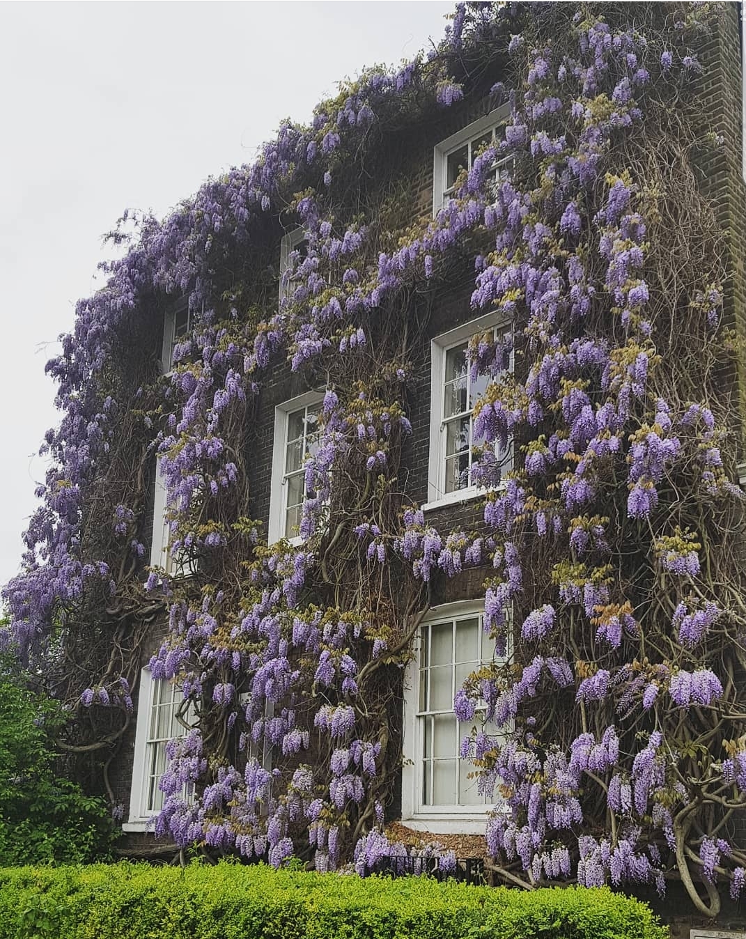 Beautiful wisteria covered house in London r/pics