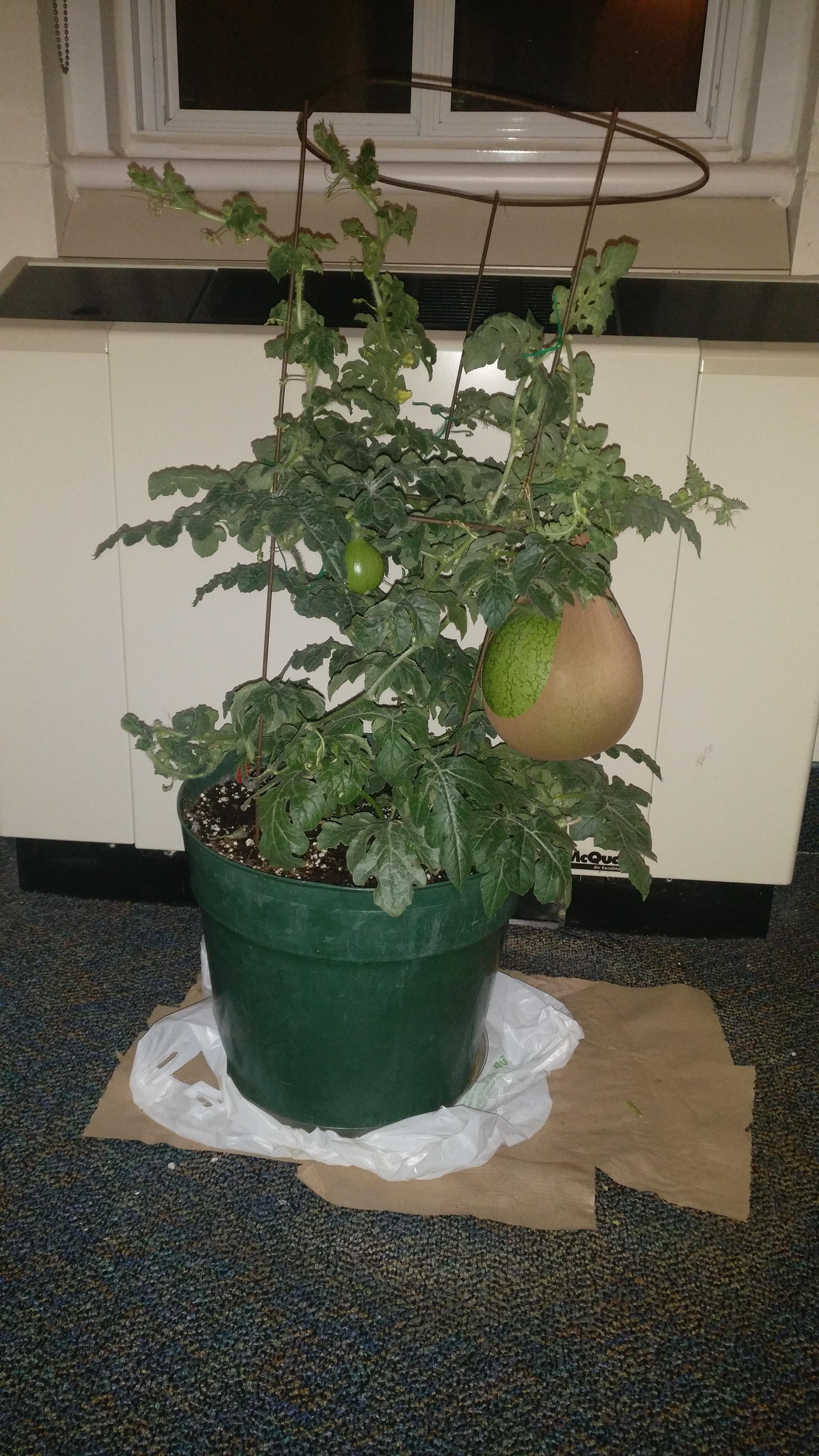 Got two fruit on my indoor watermelon plant ! r/gardening