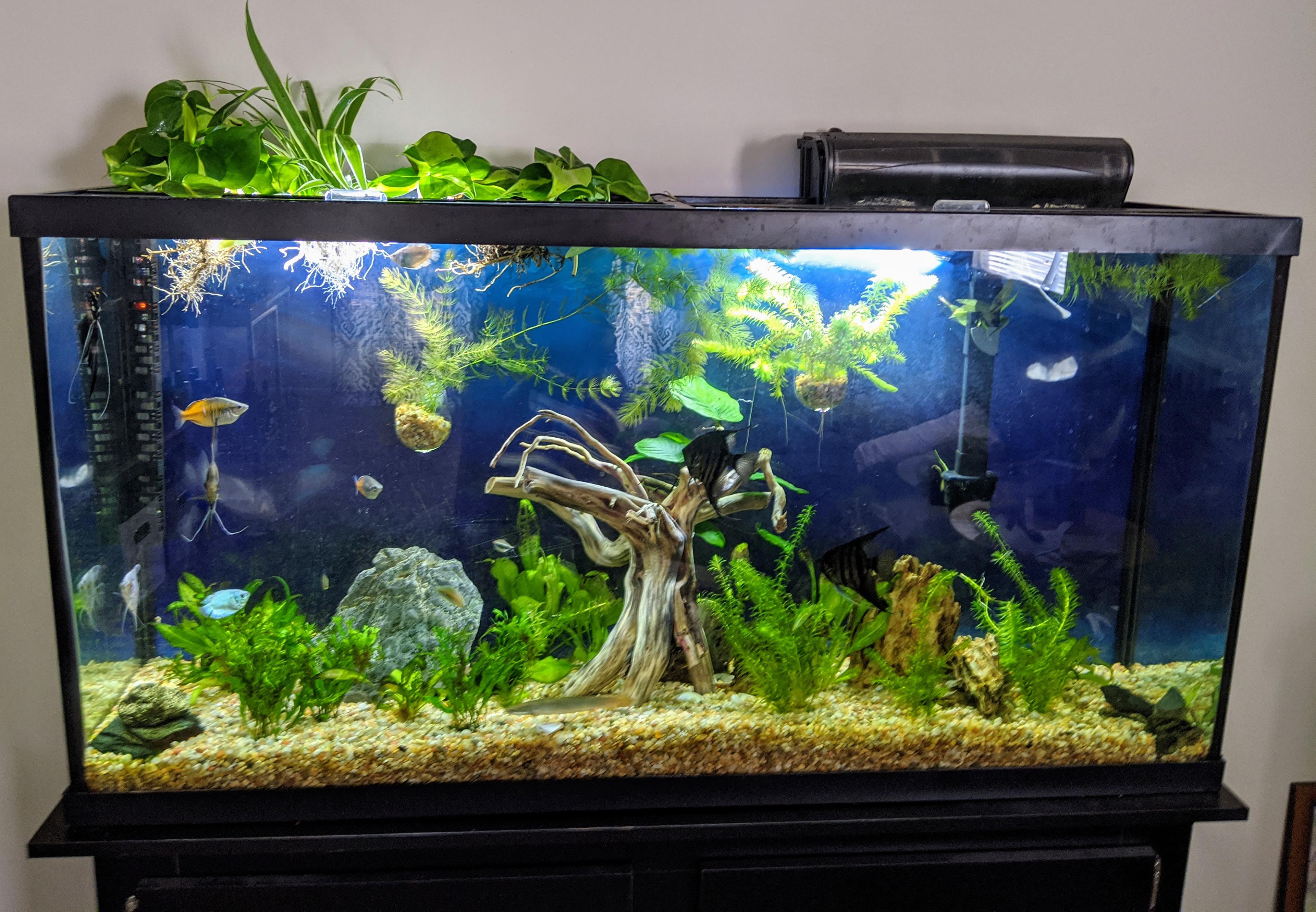 I just added some philodendrons and spider plants to grow in my