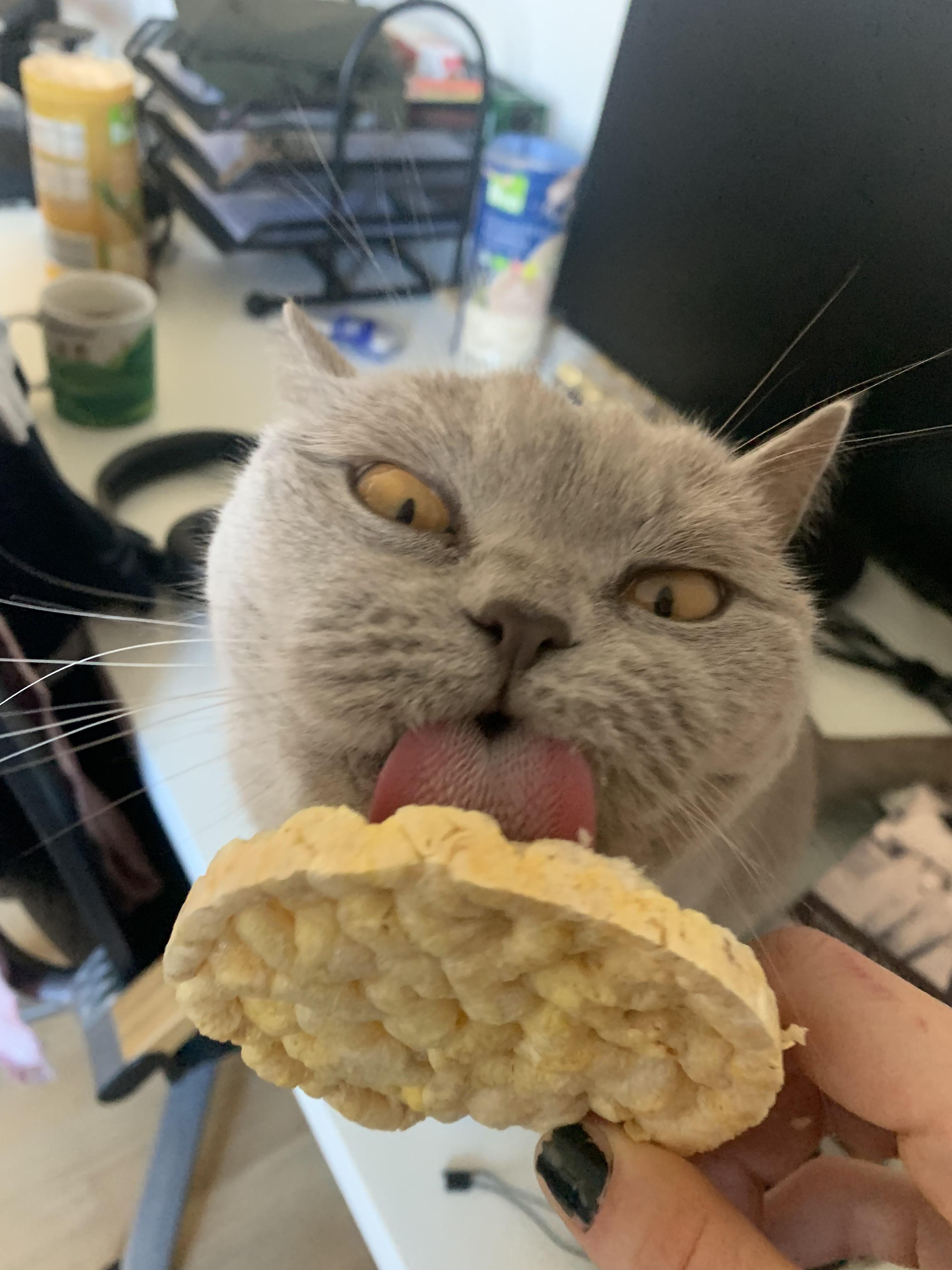 Katze Zucker abgewöhnen? r/kratzbaum