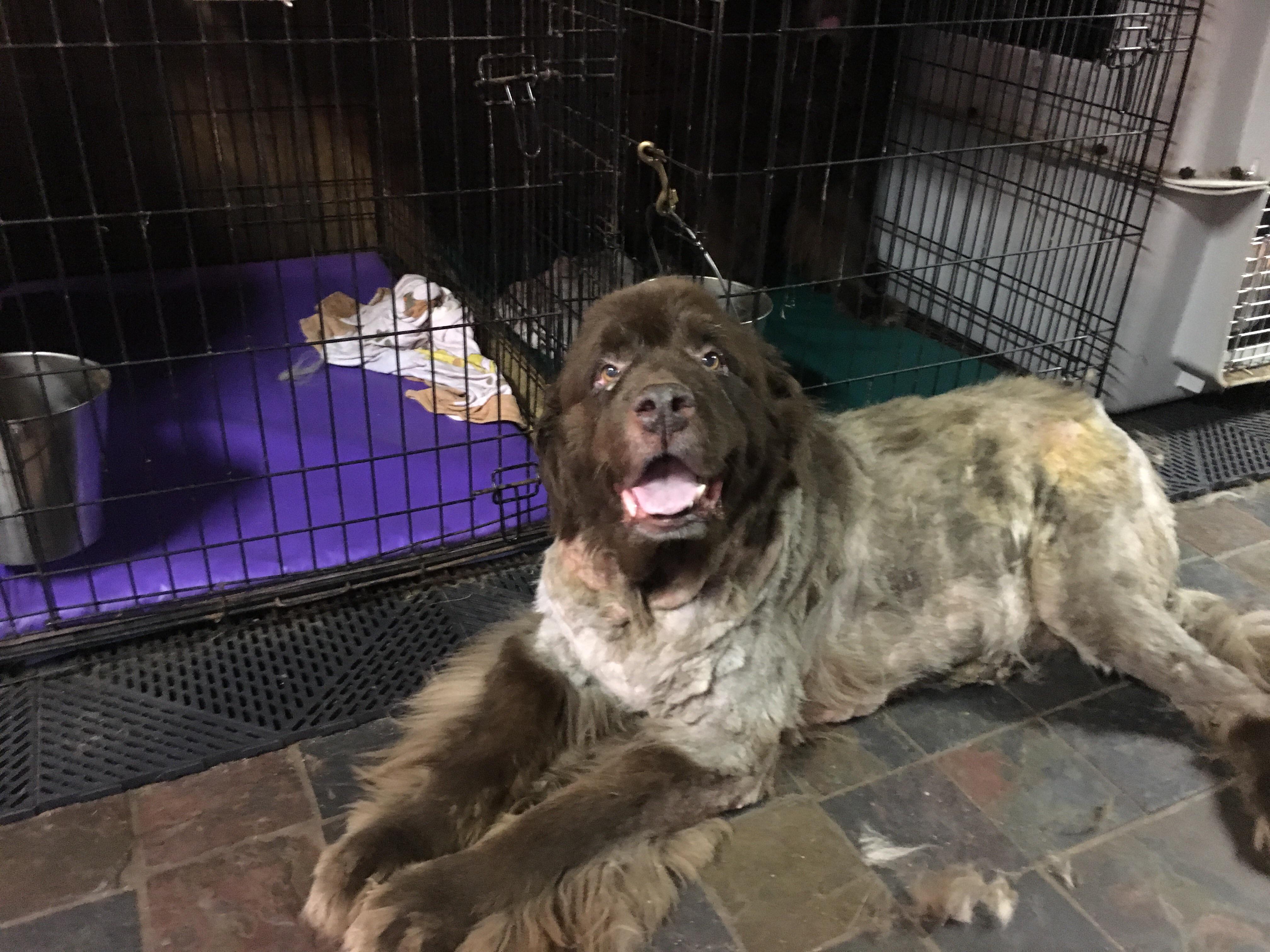 Jurata the dog. Showing her undercoat r/Newfoundlander