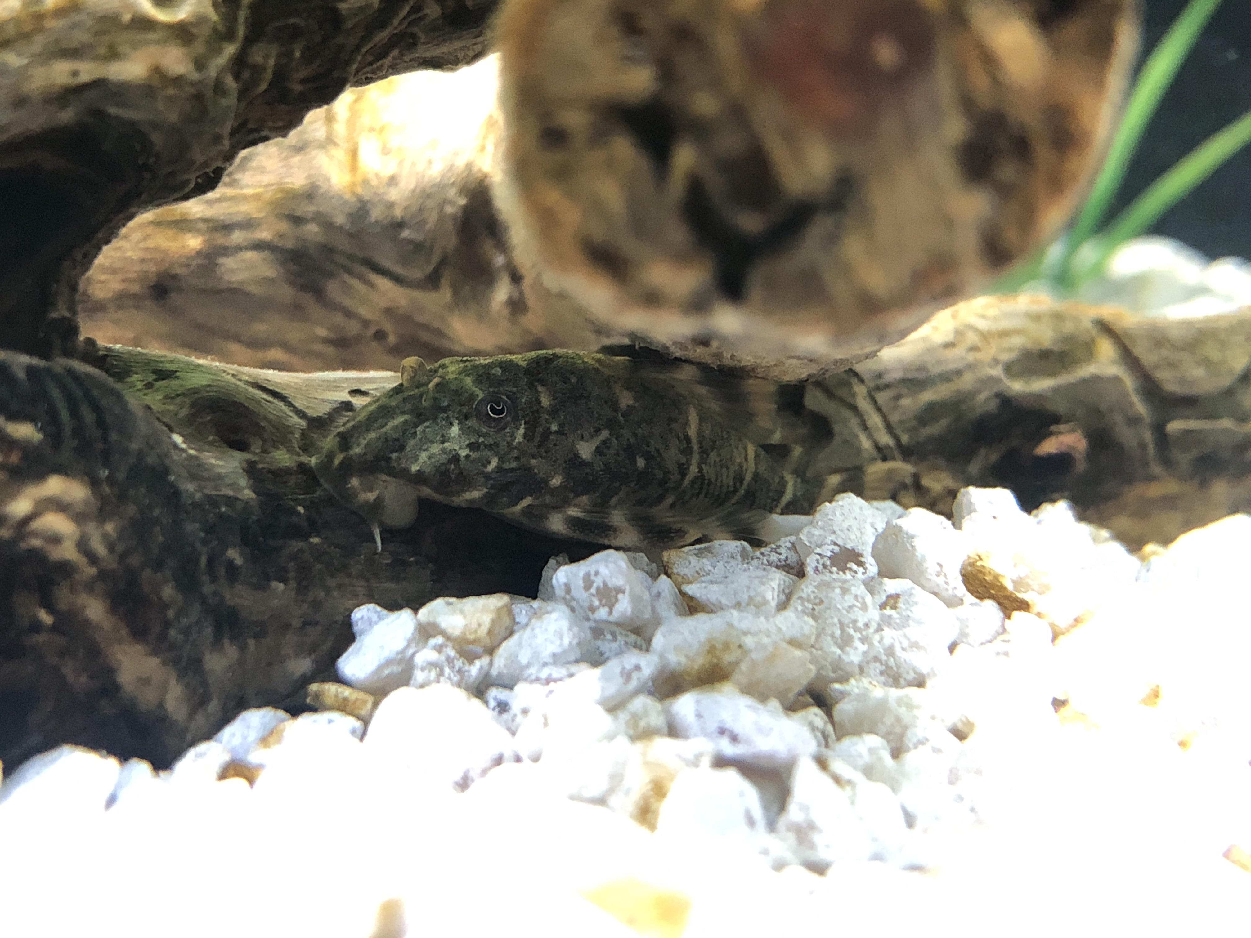 Clown pleco loving the the real driftwood pieces r/Aquariums