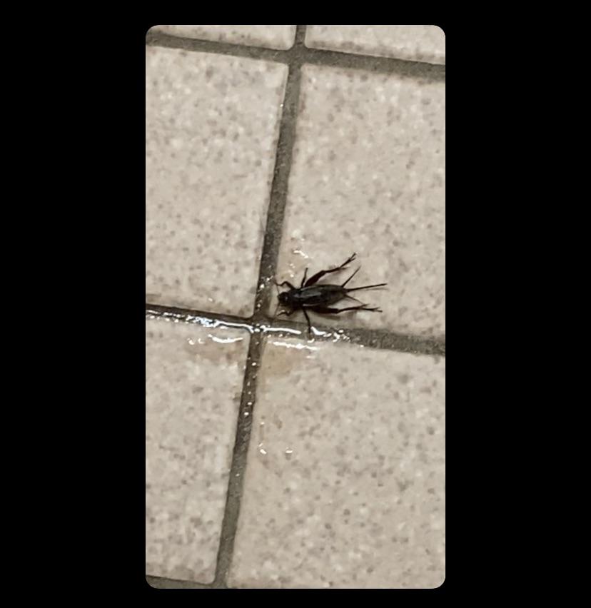 Possible crickets keep appearing in room with only shower and toilet so