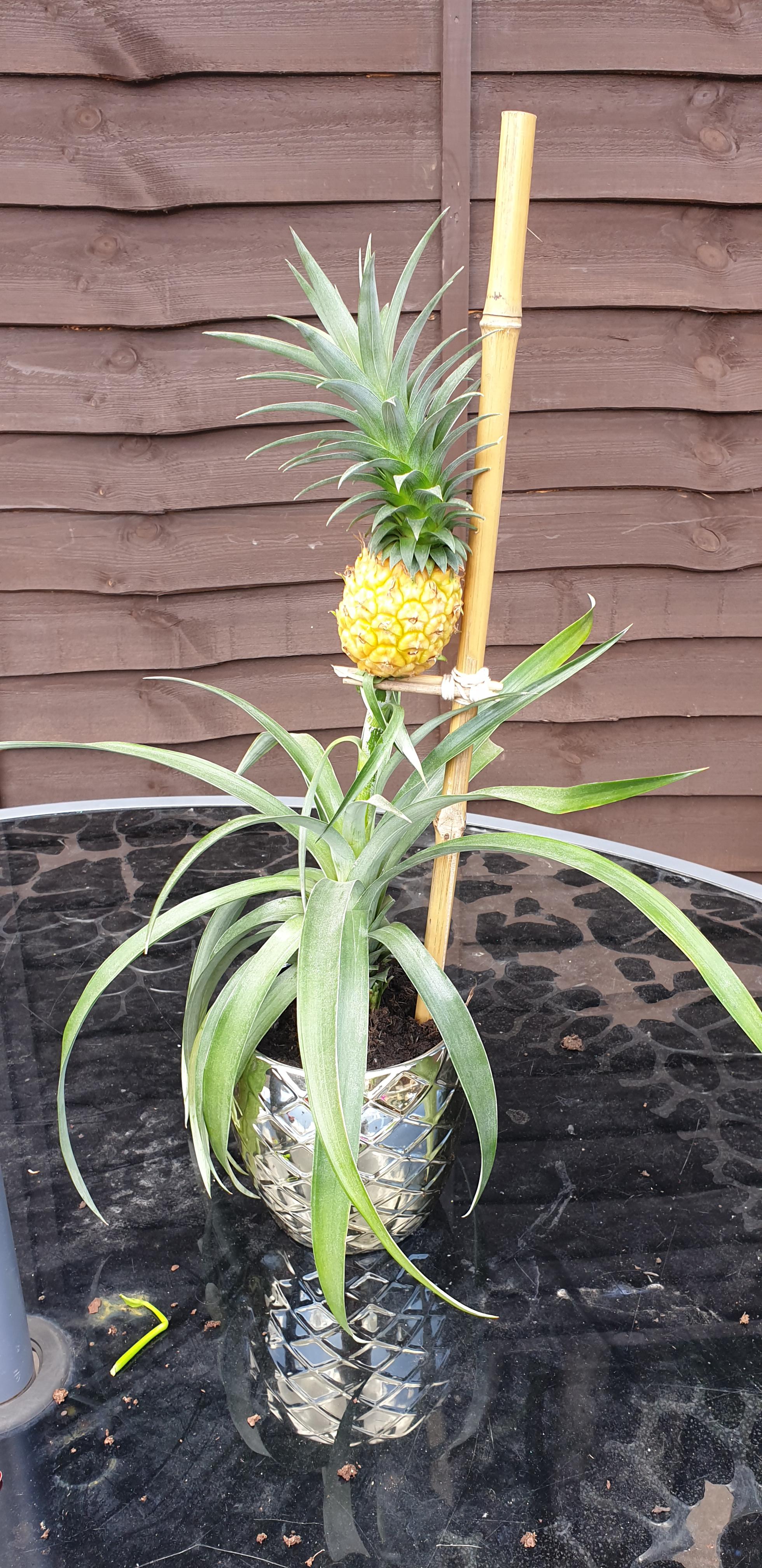 Are Pineapple Plants Toxic To Dogs