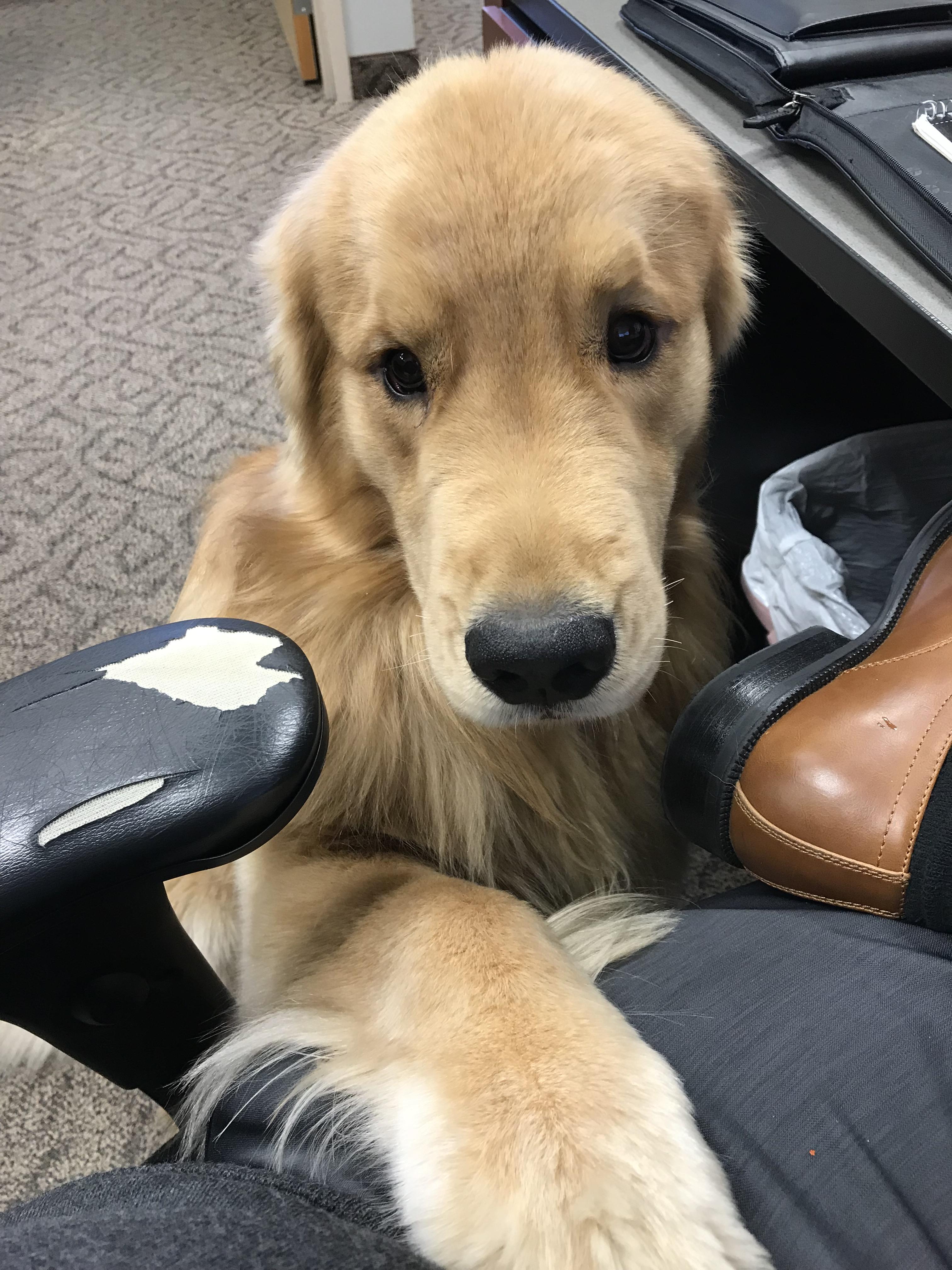 We have an office dog and he visited me today. r/aww