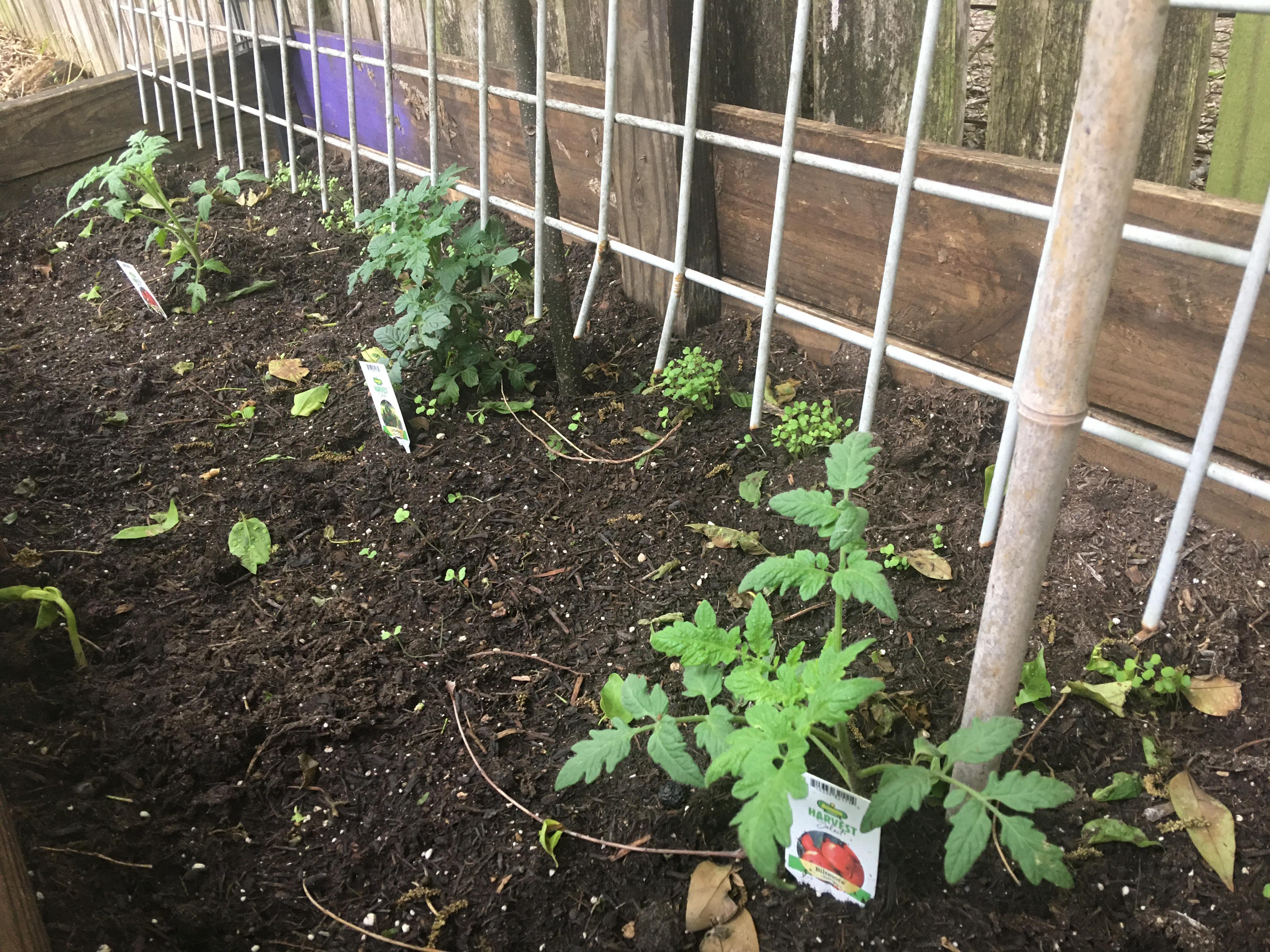Tomato plants growth stunted at about 6 inches. Zone 8b. r