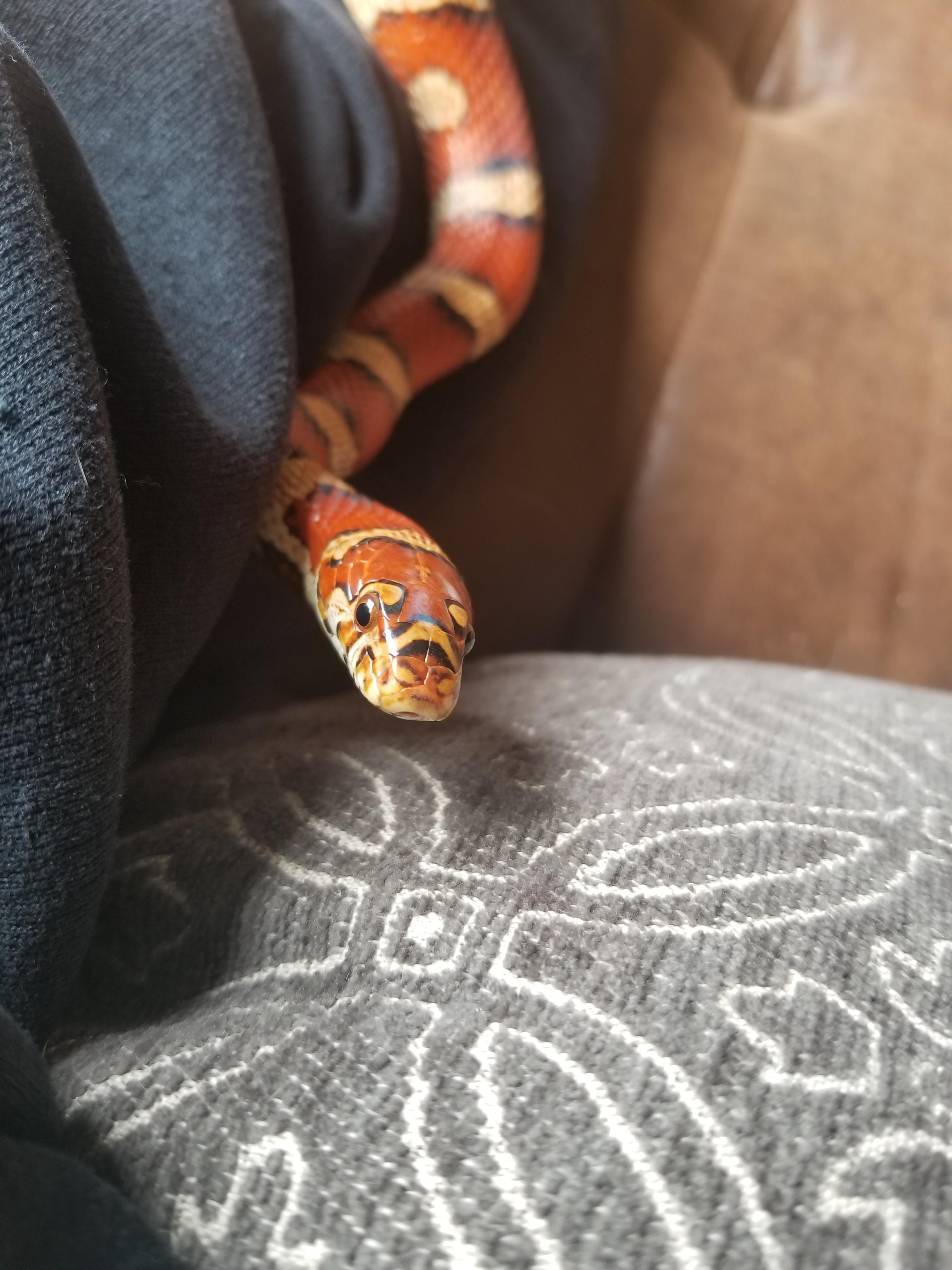 Gaara the Arizona King/Corn snake hybrid r/snakes