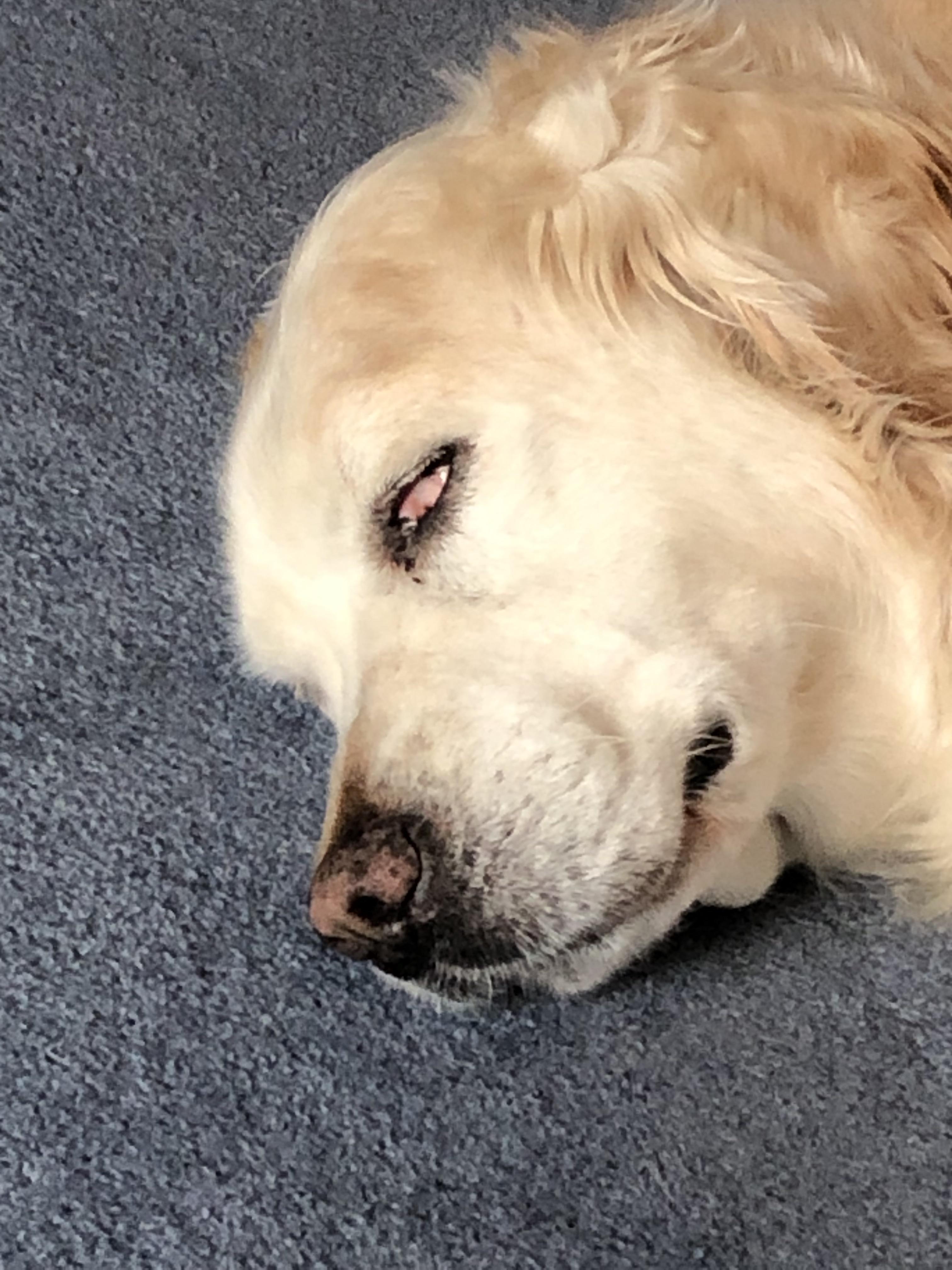 My dogs eyeball got scratched out so whenever she sleeps that happens