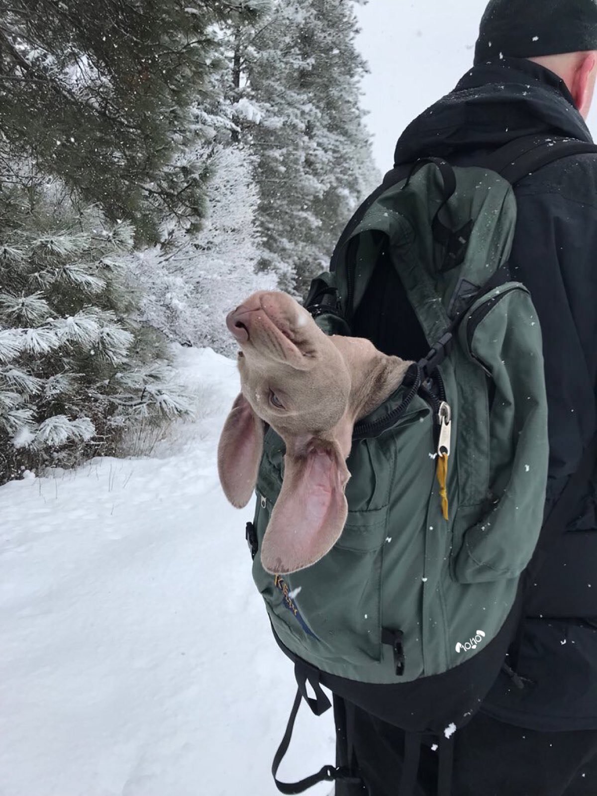 oWNeR pARadES iNNocEnt PuPPerS dEAtH in bAcKpaCK r/PeopleFuckingDying