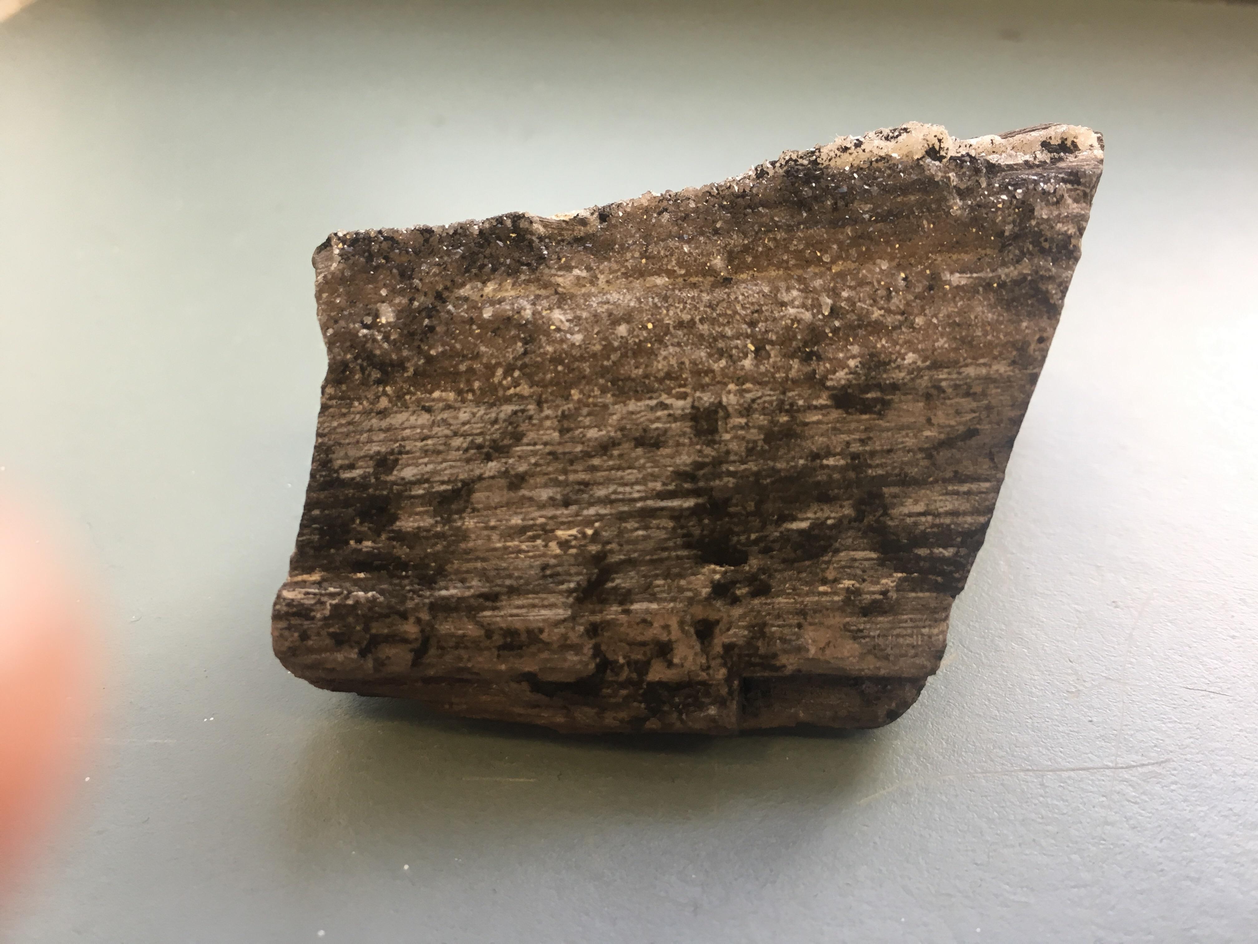 East Texas petrified conifer with quart crystals found in a lignite