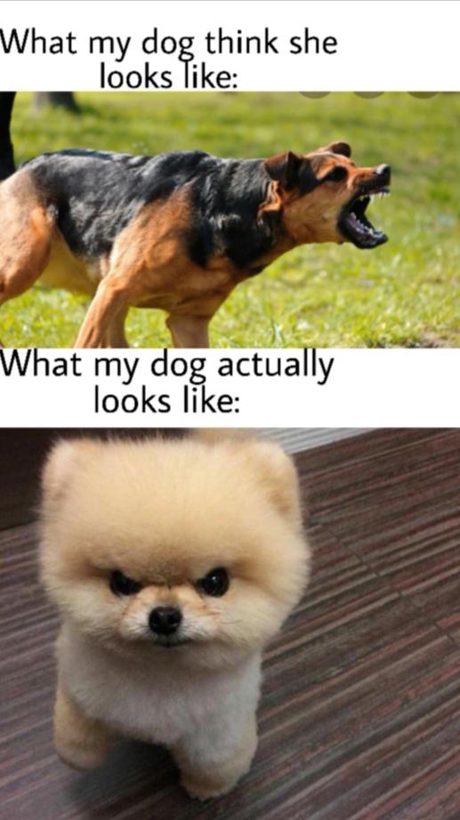 Especially when someone rings the doorbell r/memes