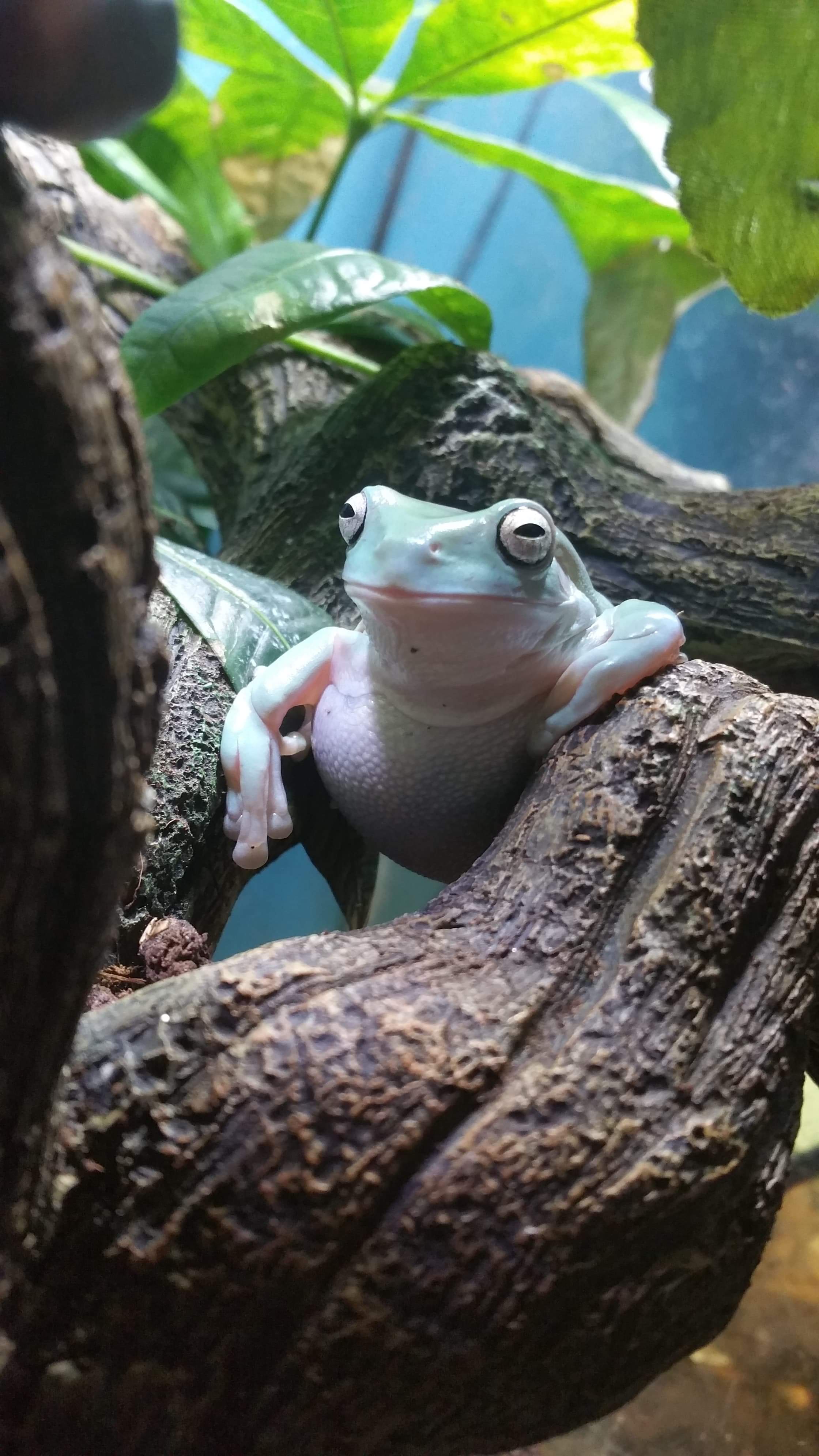 World's most interesting frog. I don't always eat crickets but when I