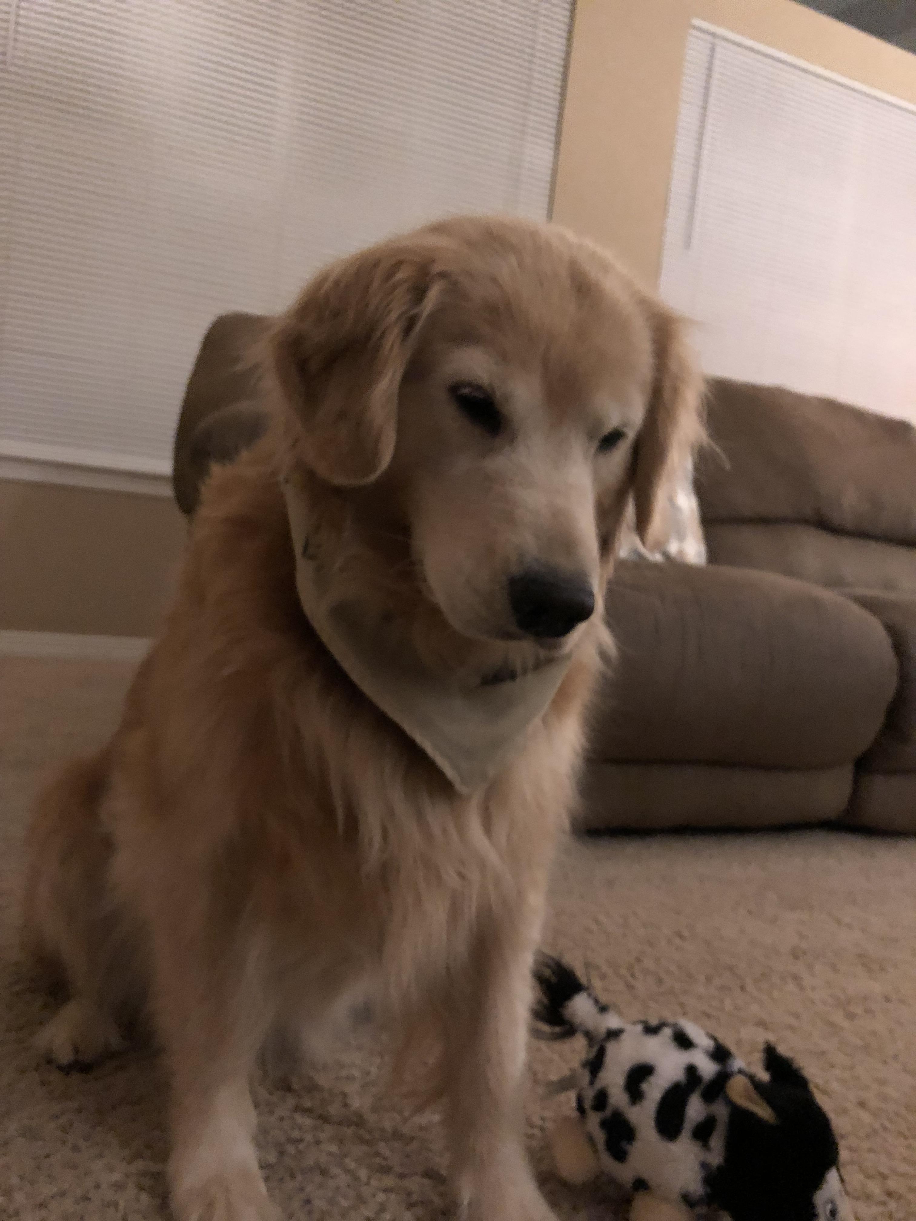 She hasn’t broken eye contact with her ball for over 10 minutes. r