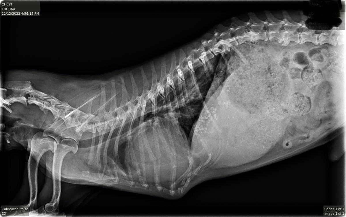 Dog Xray r/vet