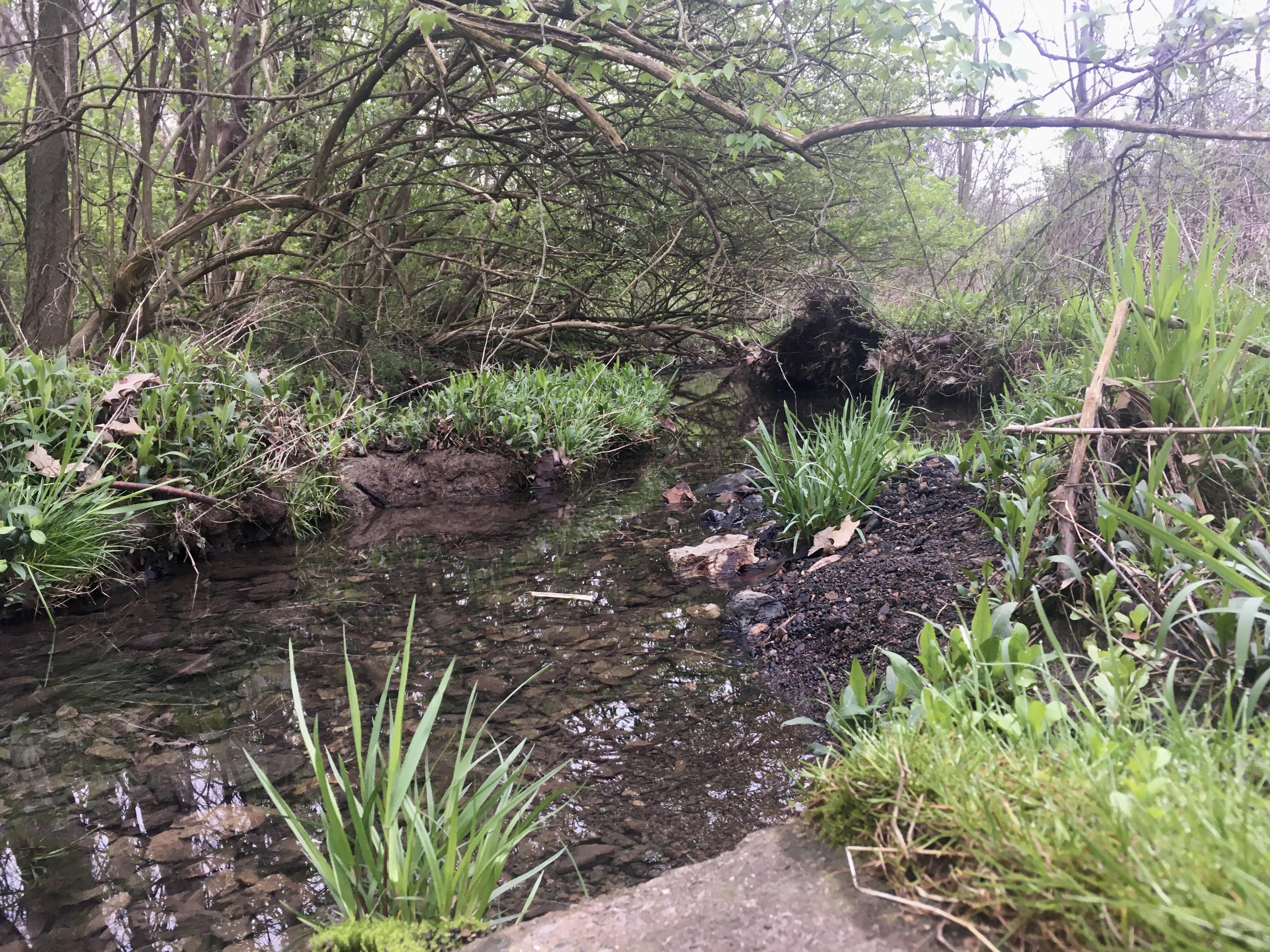 Lexington Wilderness Rabbit Run Park r/lexington