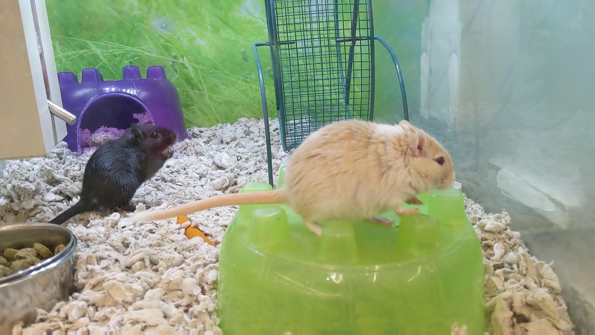 Siblings? So after my girl died a few days ago I was just out scouting