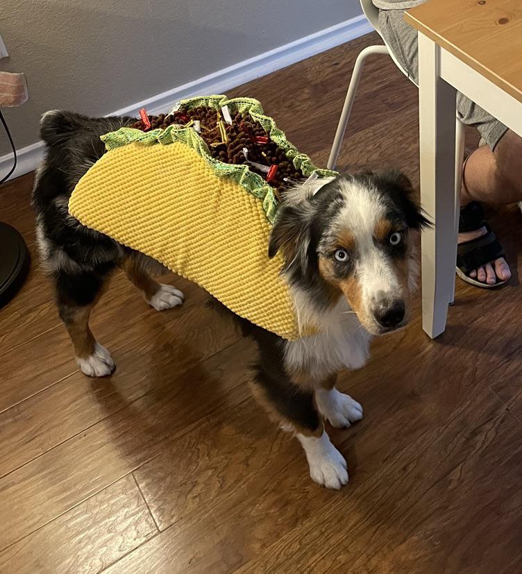 Need help deciding what Halloween costumes the humans should have