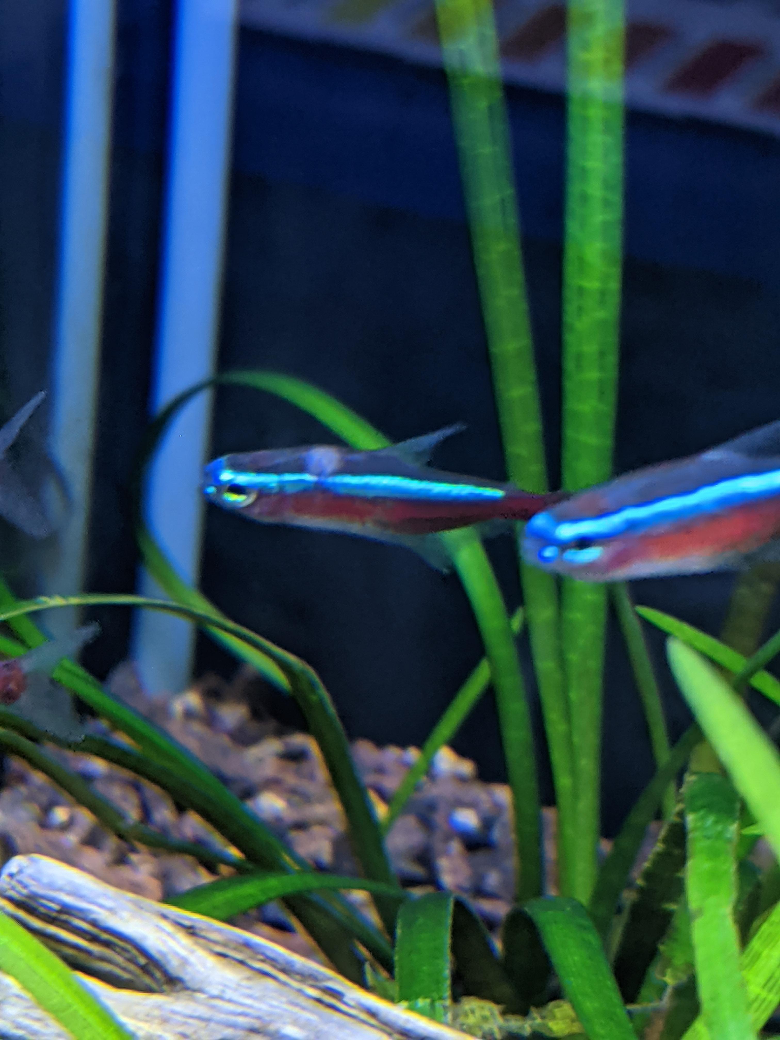 New Cardinal Tetra Developed White Spot Near Dorsal Fin r/Aquariums