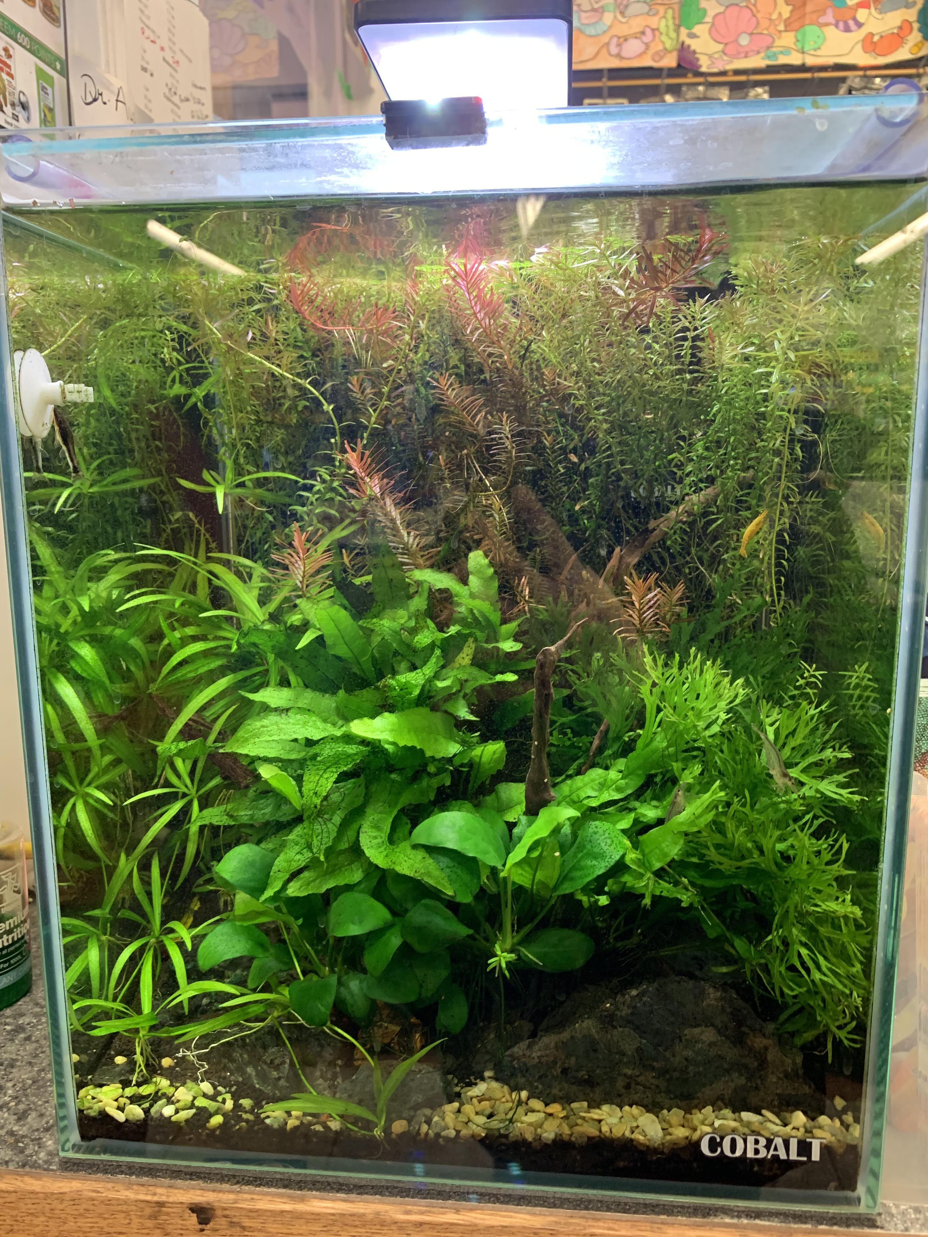 Big Al’s Aquarium Supercentre has this nano tank beaut at the front