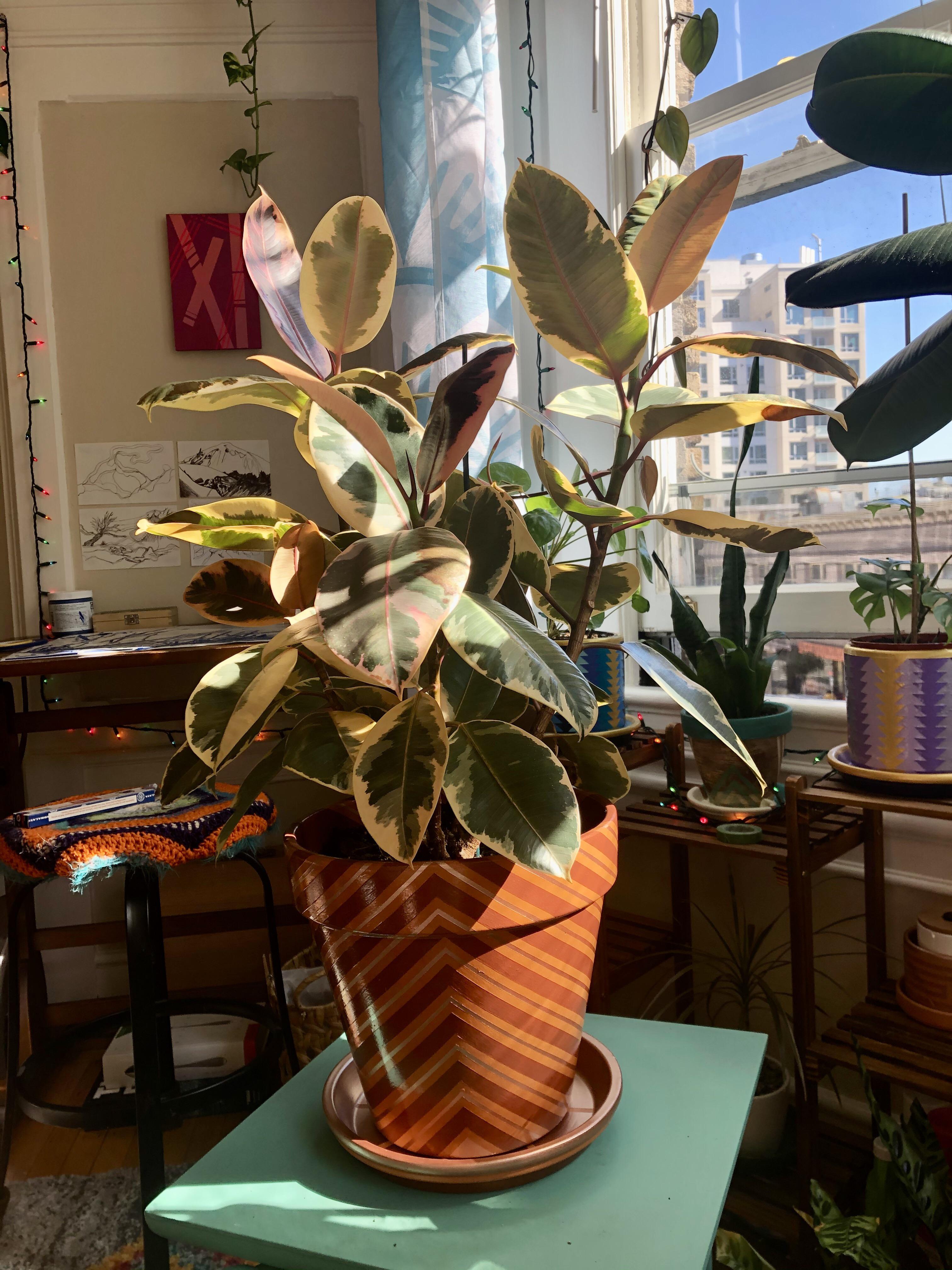 My variegated rubber plant soaking up some sunlight. r/houseplants