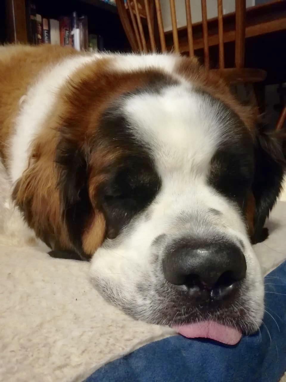 How Long Do Saint Bernards Sleep Per Day