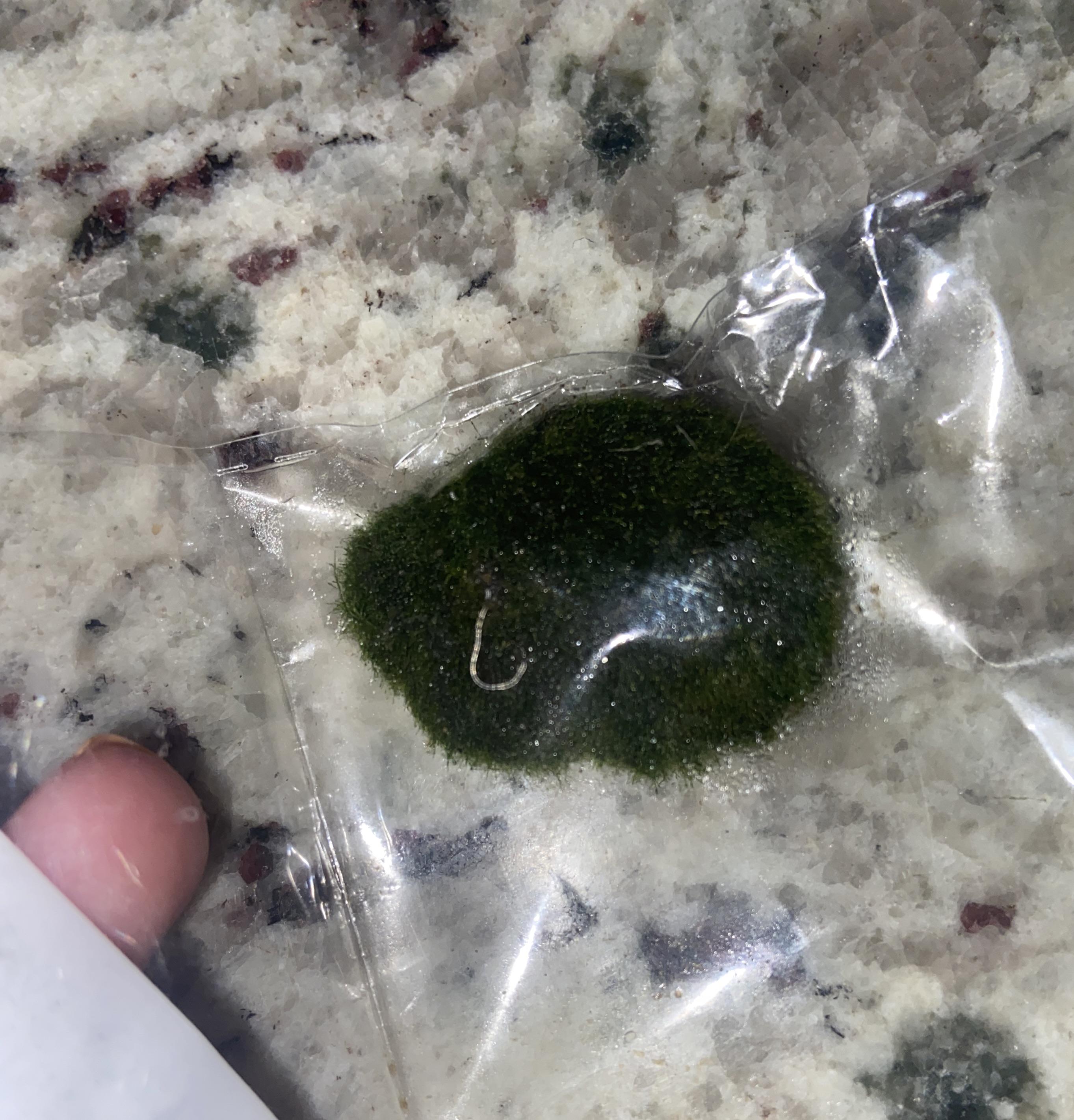 What kind of worm is on my new moss ball? Is it harmful? r/Aquariums