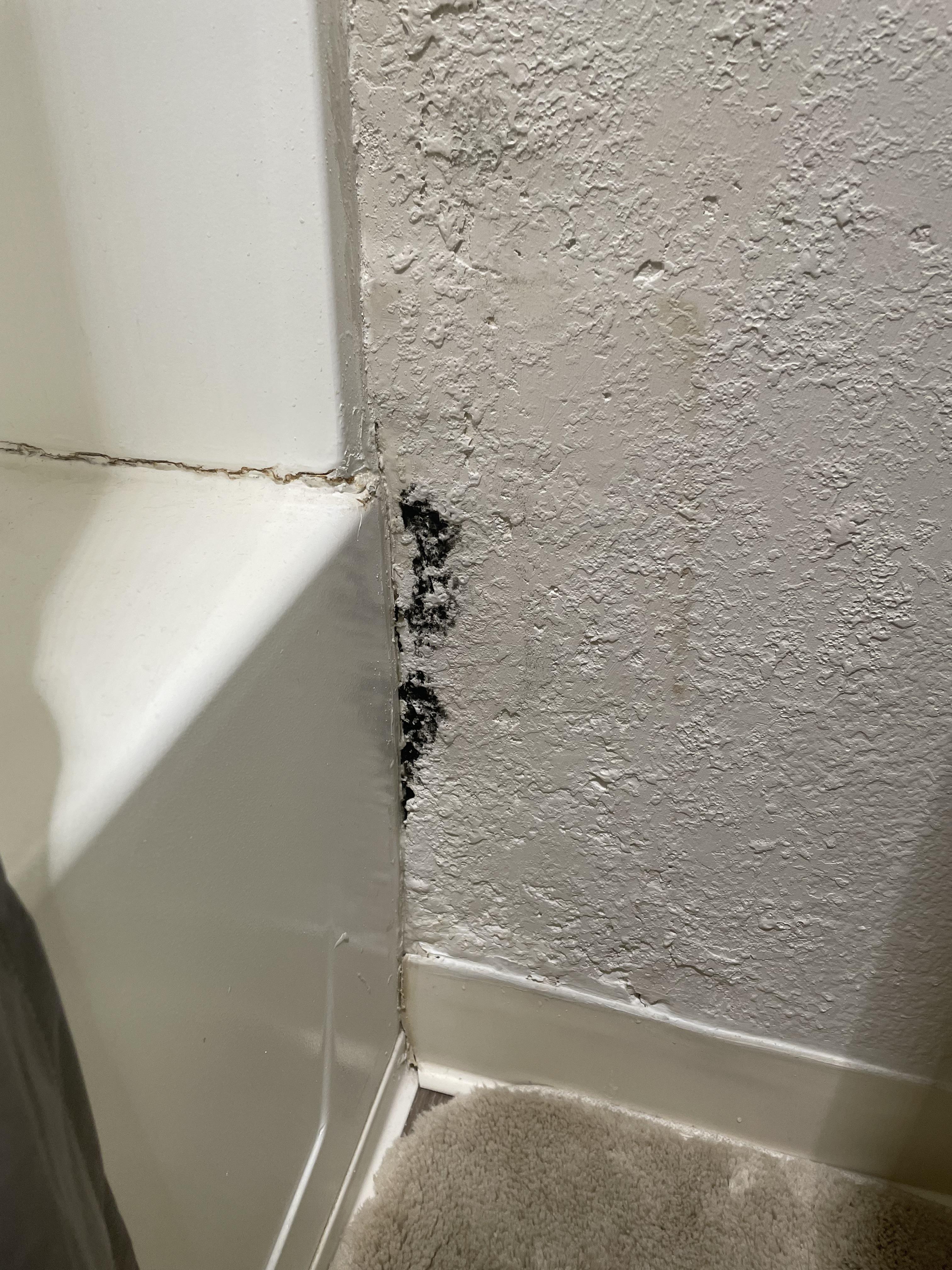 Keeps growing back next to my shower, how can I stop it? Mold