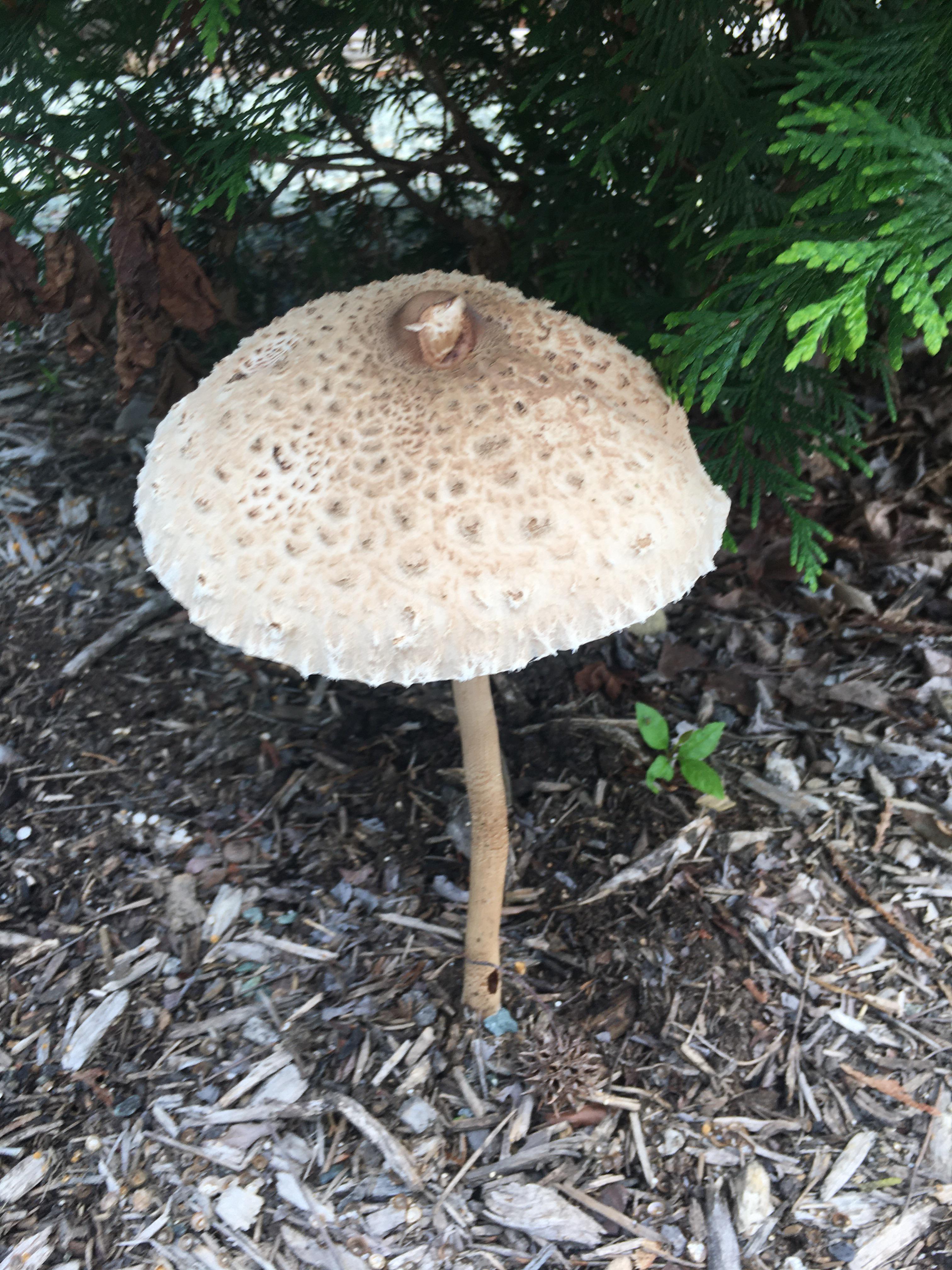 Largest mushroom I've ever seen. It's about two foot tall r/mycology