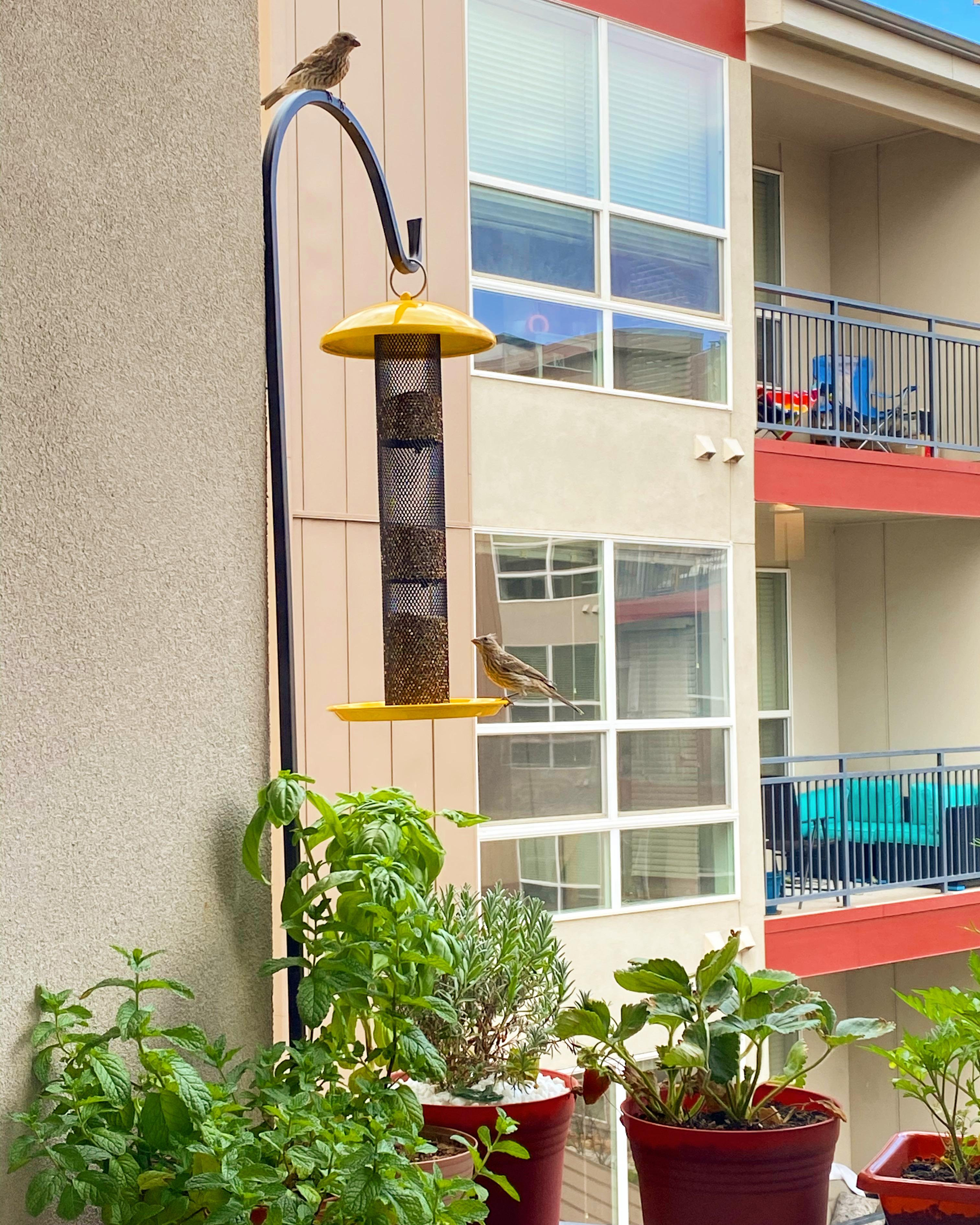 Quarantine sparked my interest in bird watching! Got this feeder for