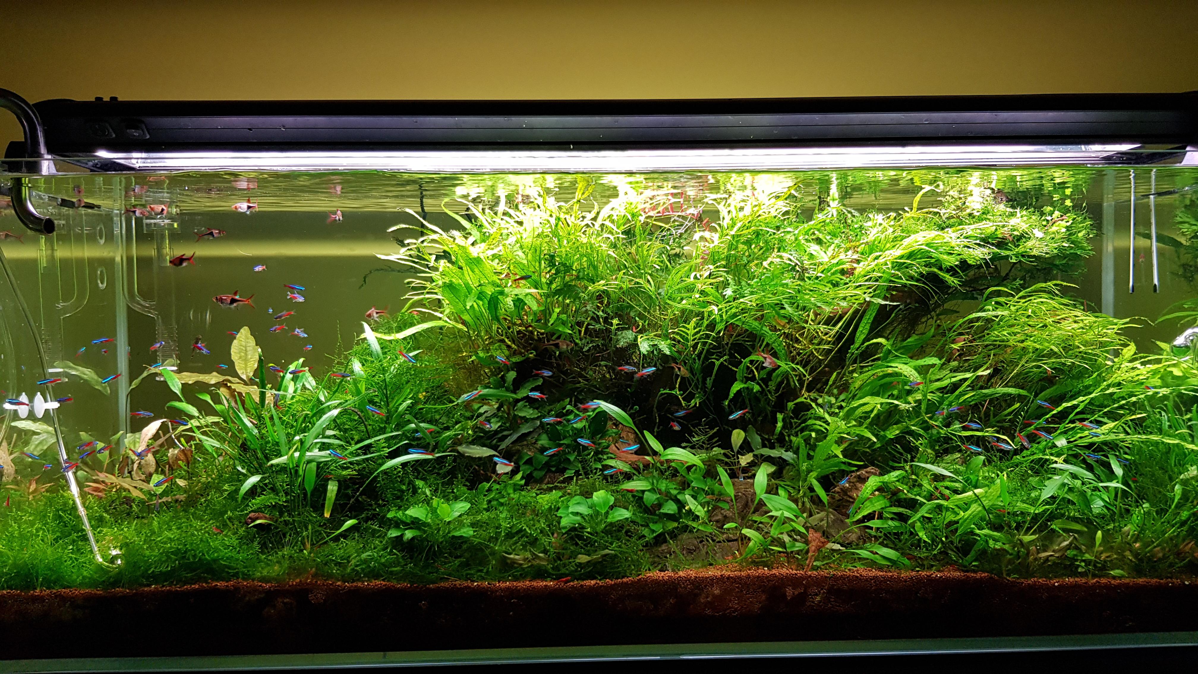 So I've heard you need to keep neon tetras in small schools of atleast